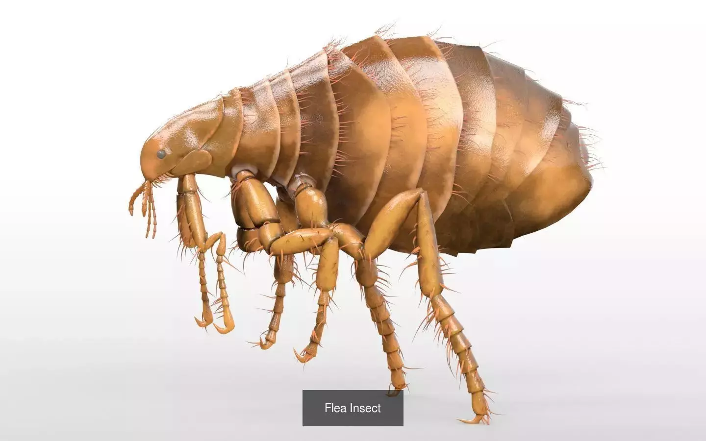 Insects 3d model collection _40