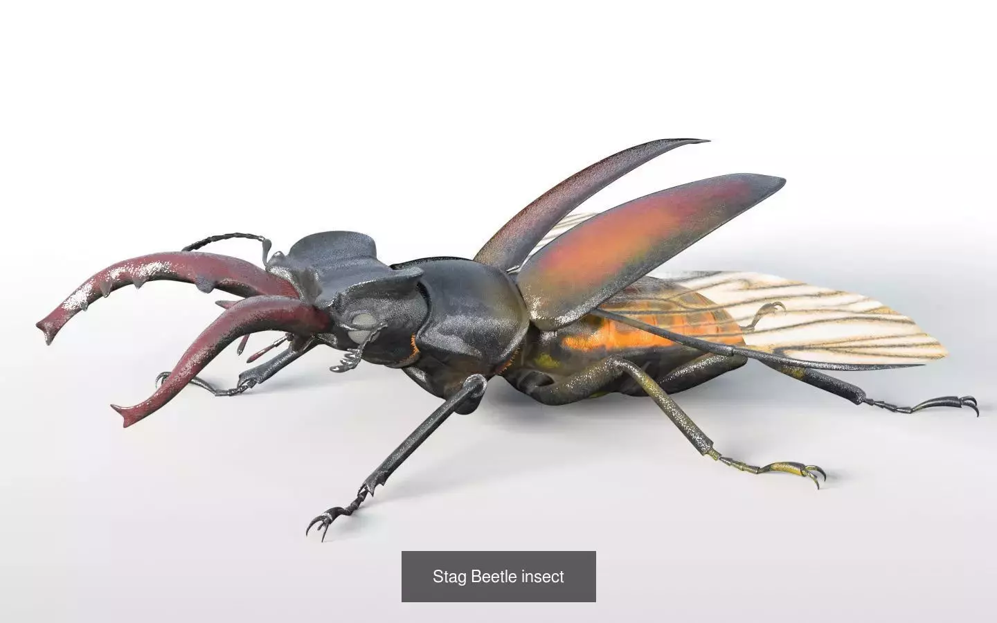 Insects 3d model collection _8