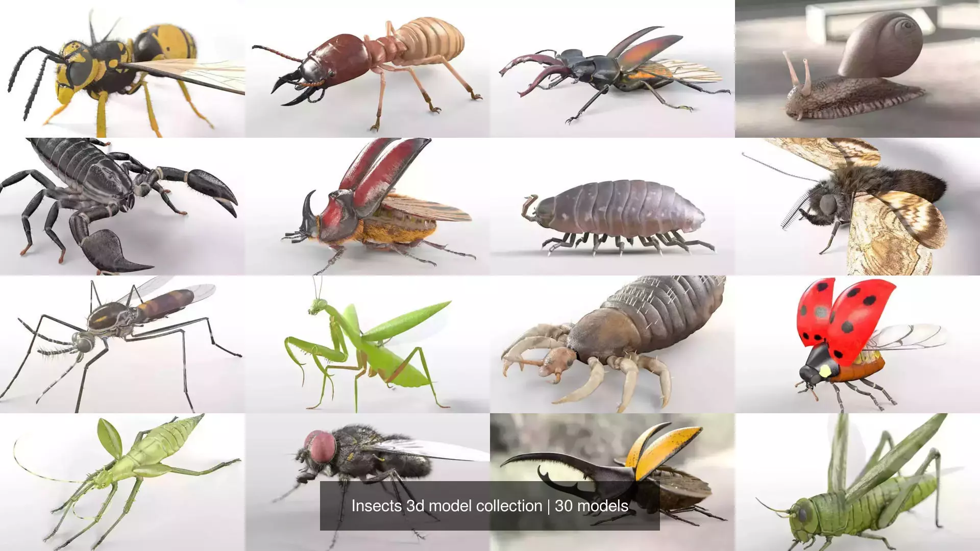 Insects 3d model collection _1