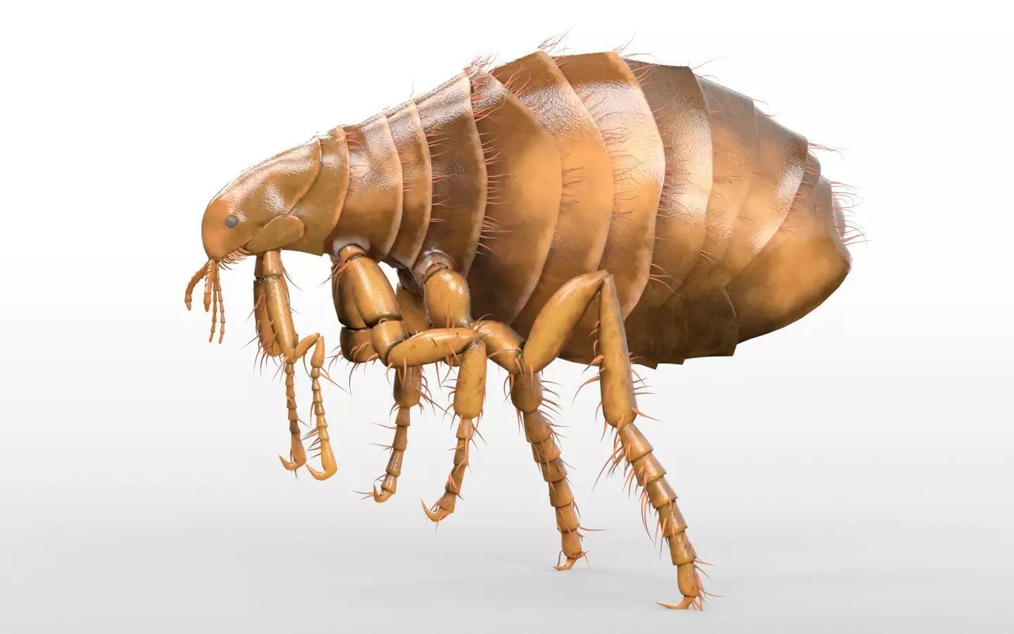 Insects 3d model collection _35
