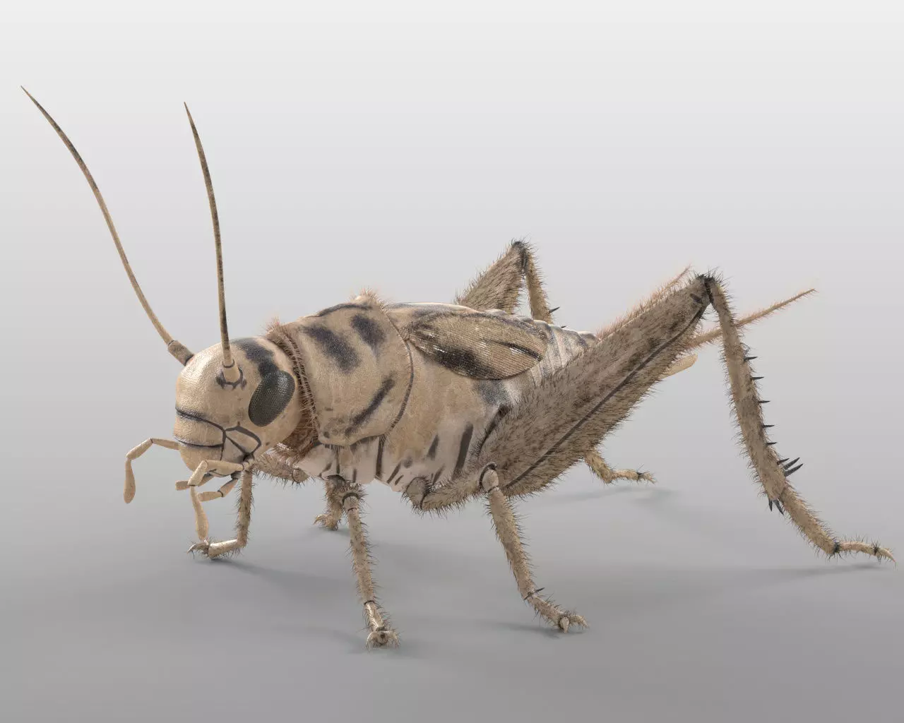 Insects 3d model collection _11