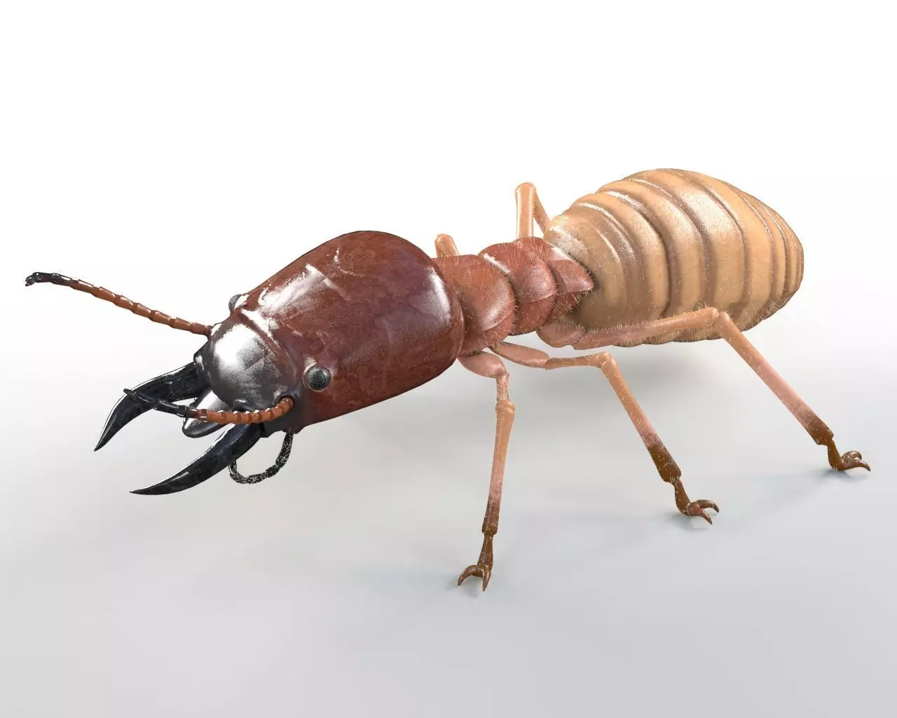 Insects 3d model collection _29