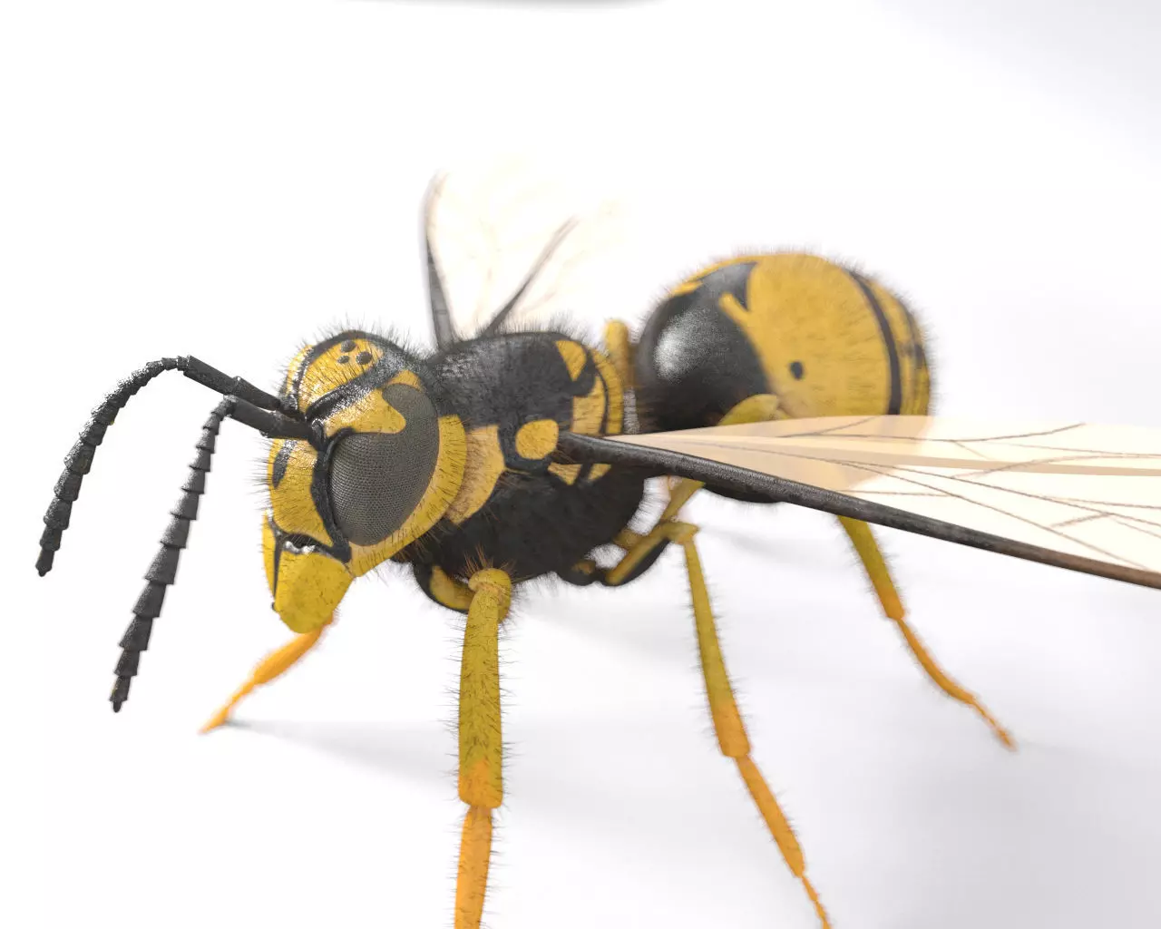 Insects 3d model collection _55