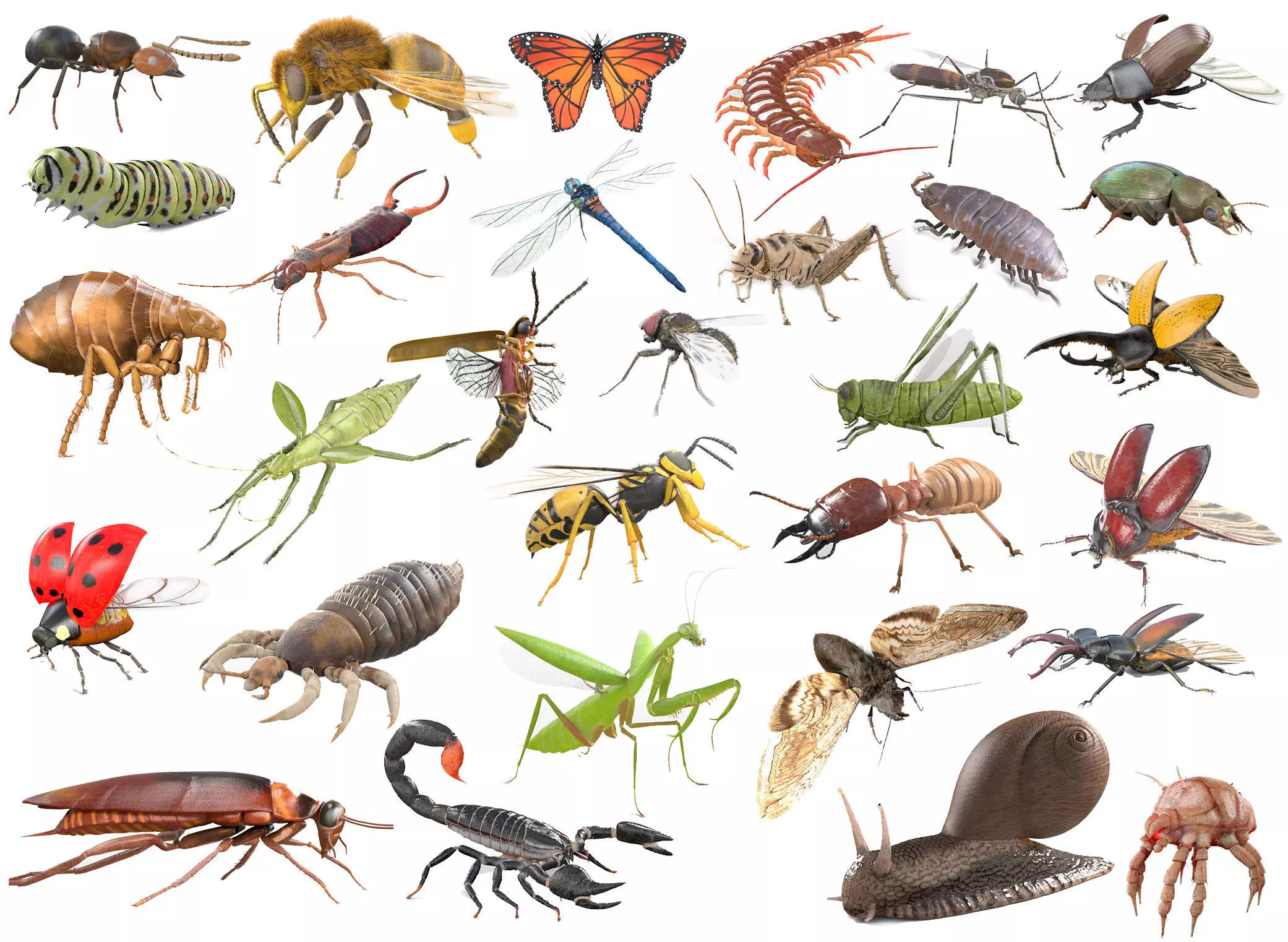 Insects 3d model collection _0