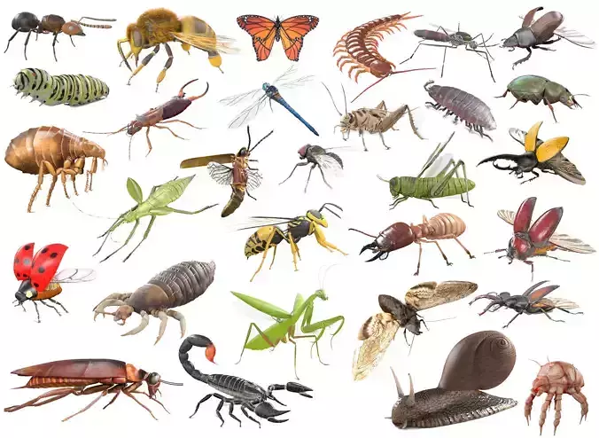 Insects 3d model collection