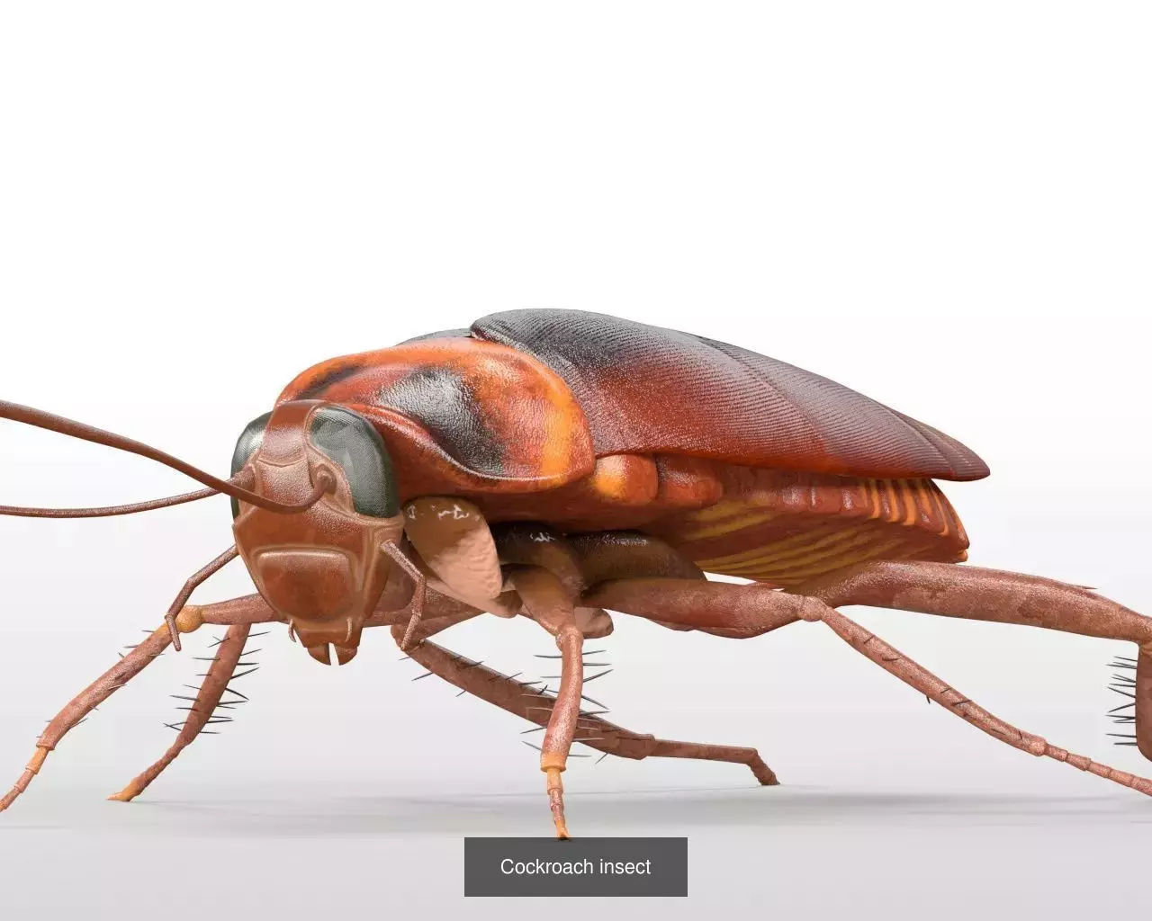 Insects 3d model collection _52
