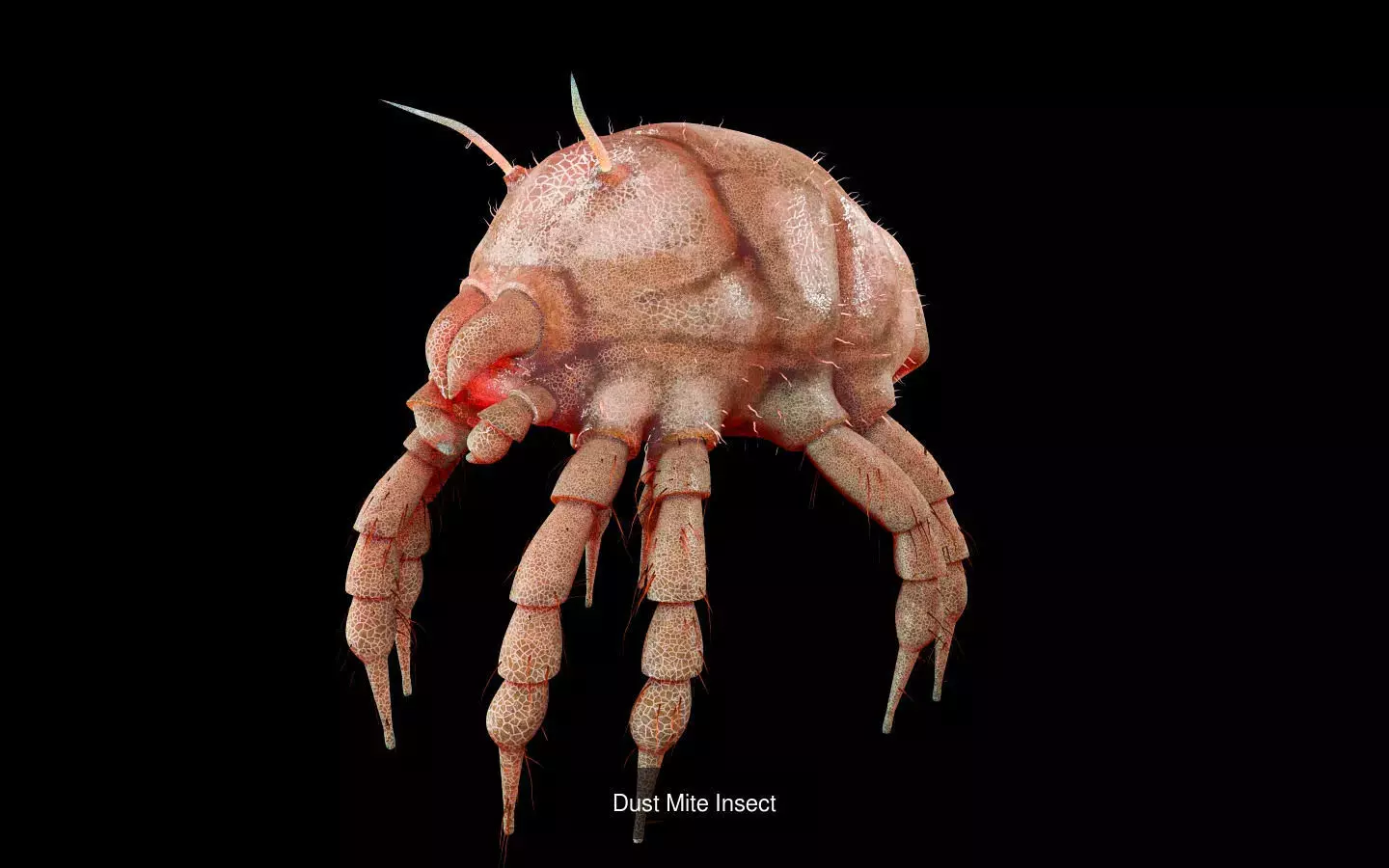 Insects 3d model collection _44