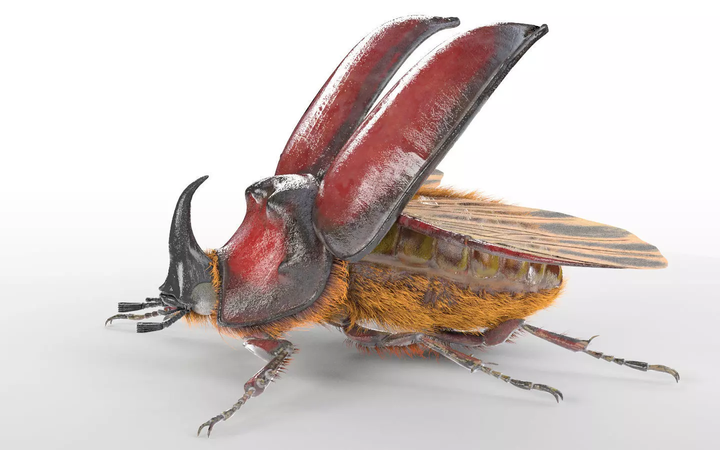 Insects 3d model collection _43