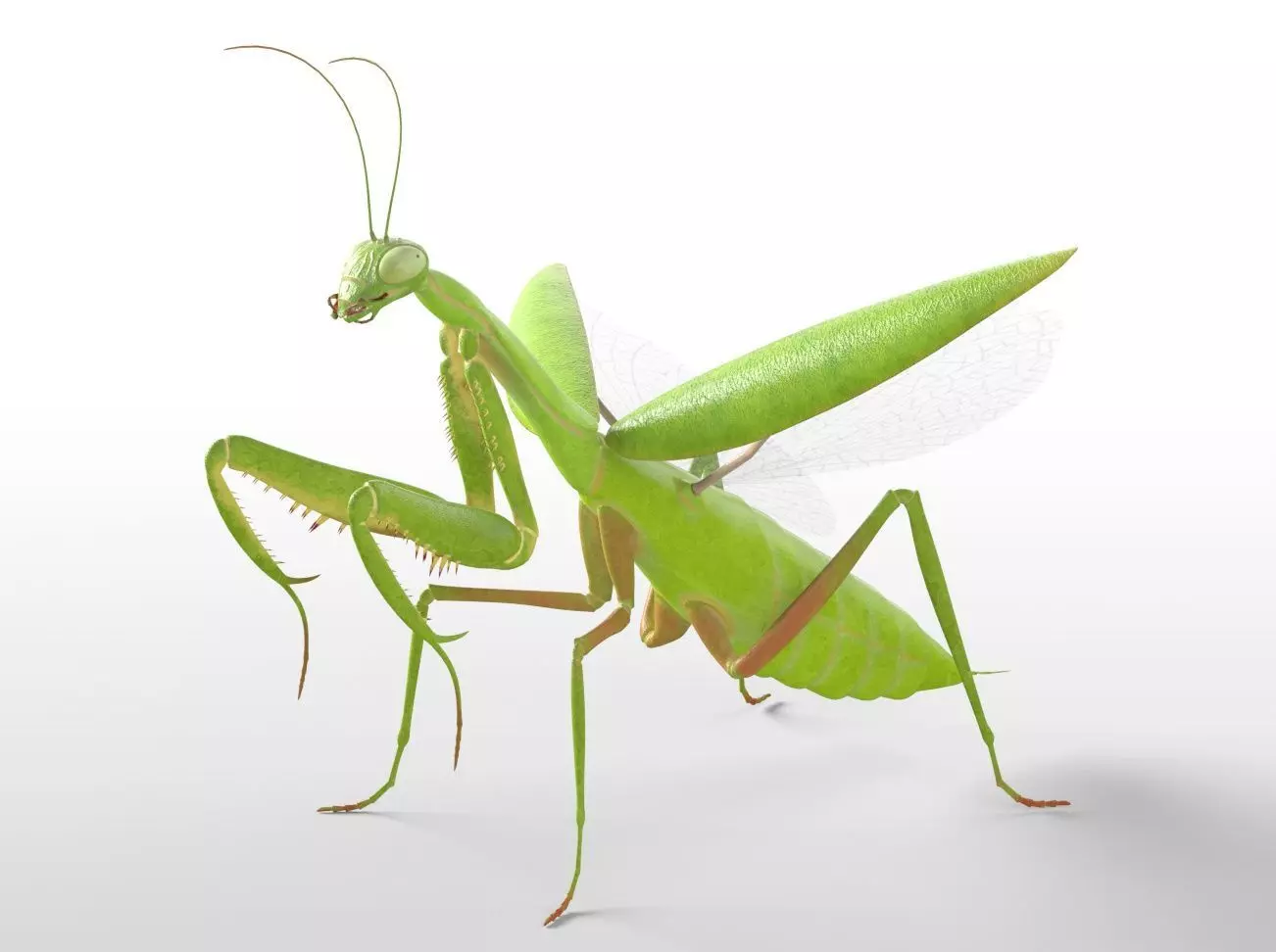 Insects 3d model collection _47
