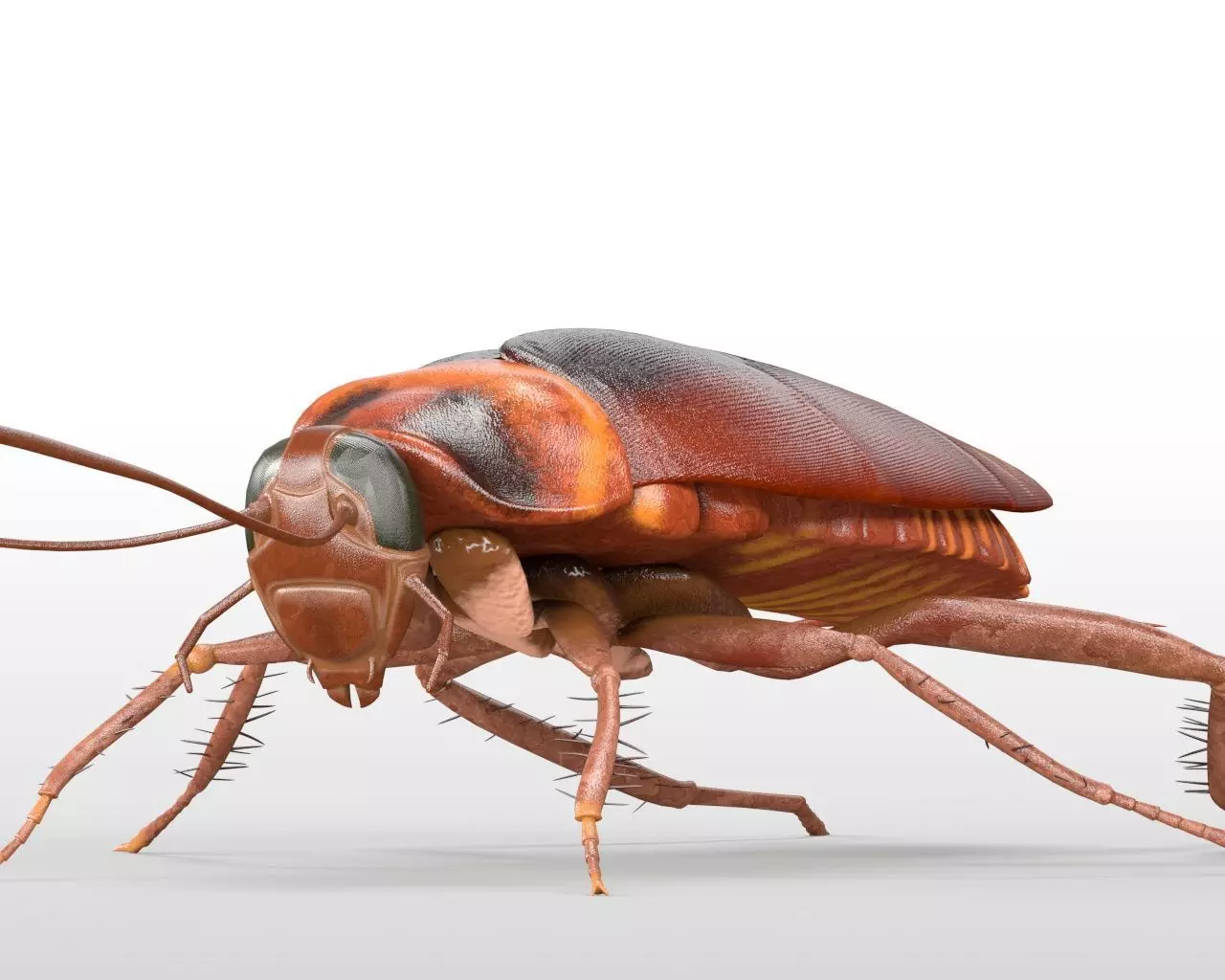 Insects 3d model collection _5