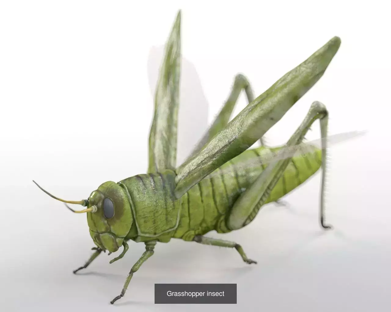 Insects 3d model collection _34