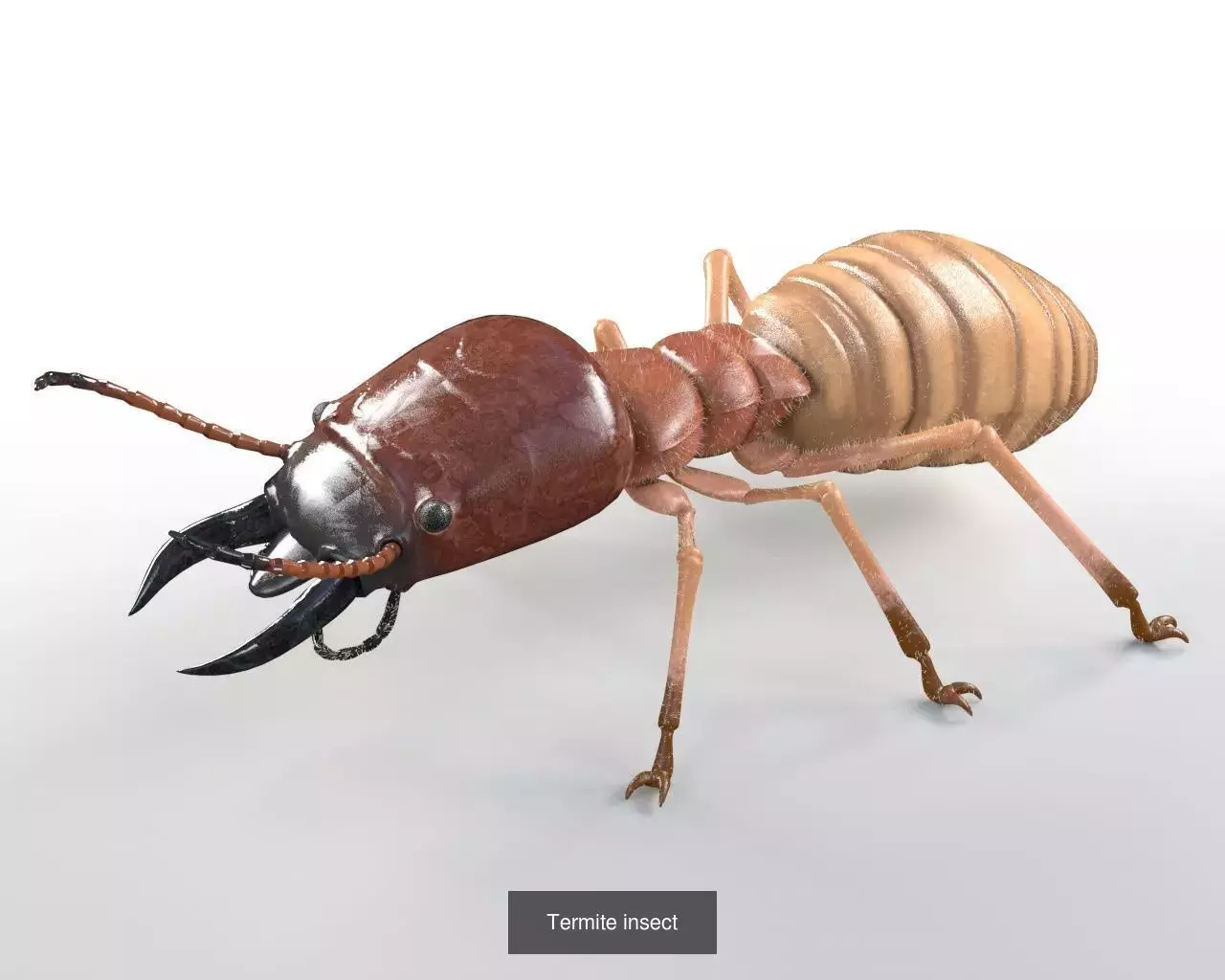 Insects 3d model collection _6
