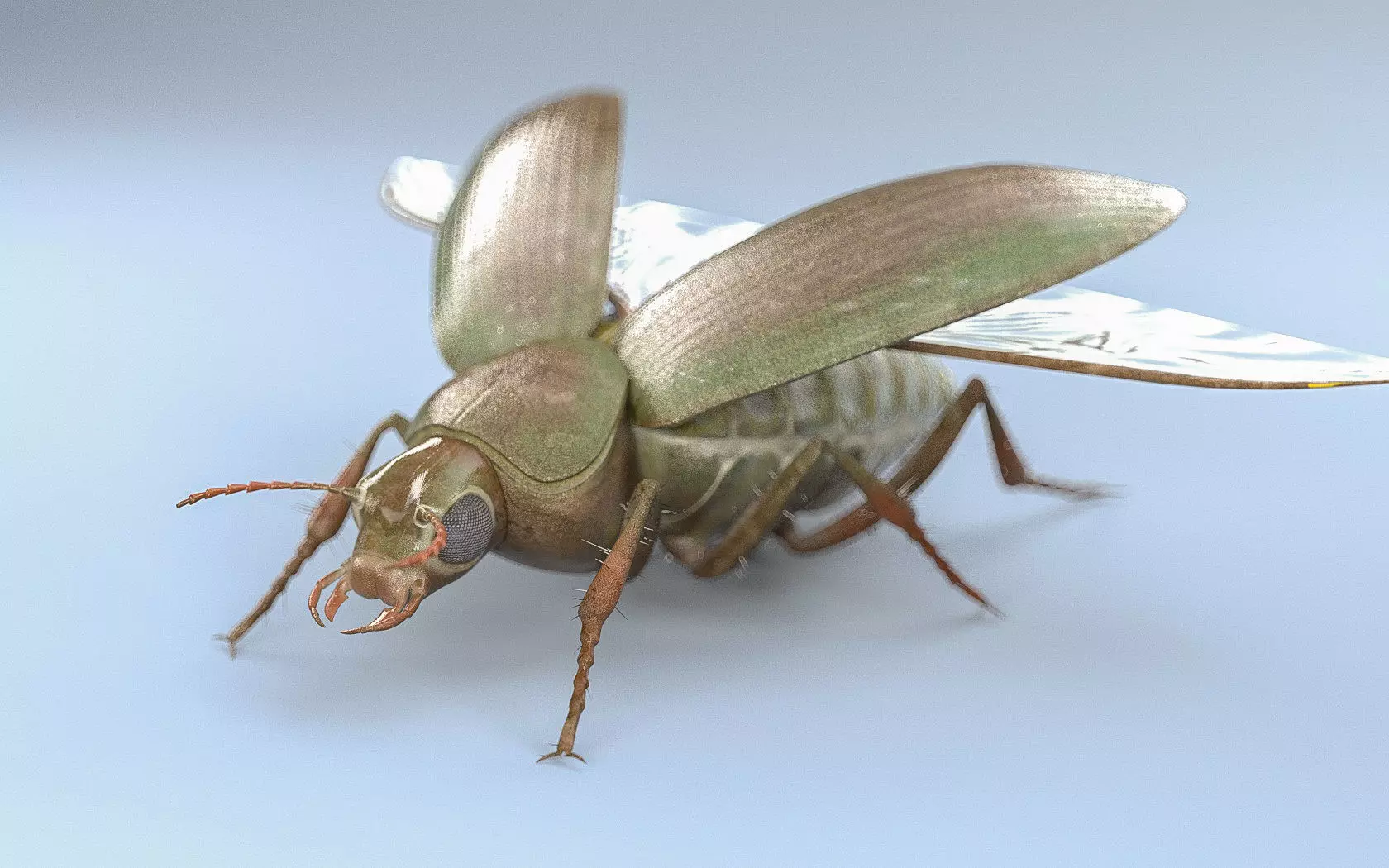 Insects 3d model collection _61