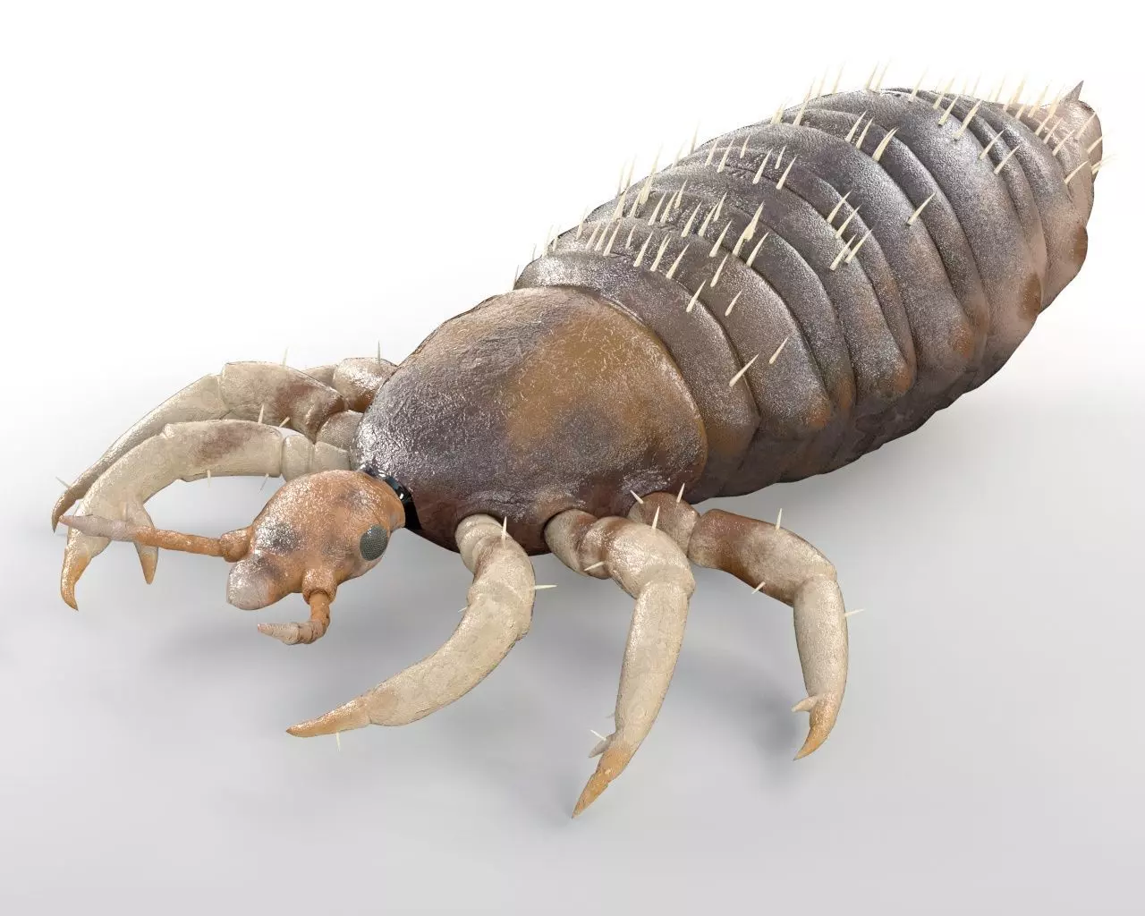 Insects 3d model collection _7