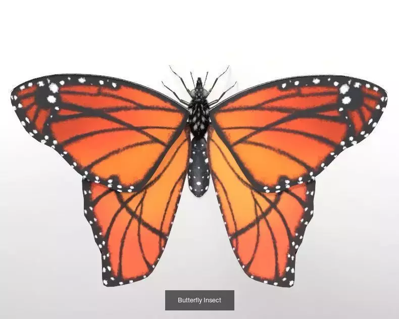 Insects 3d model collection _58