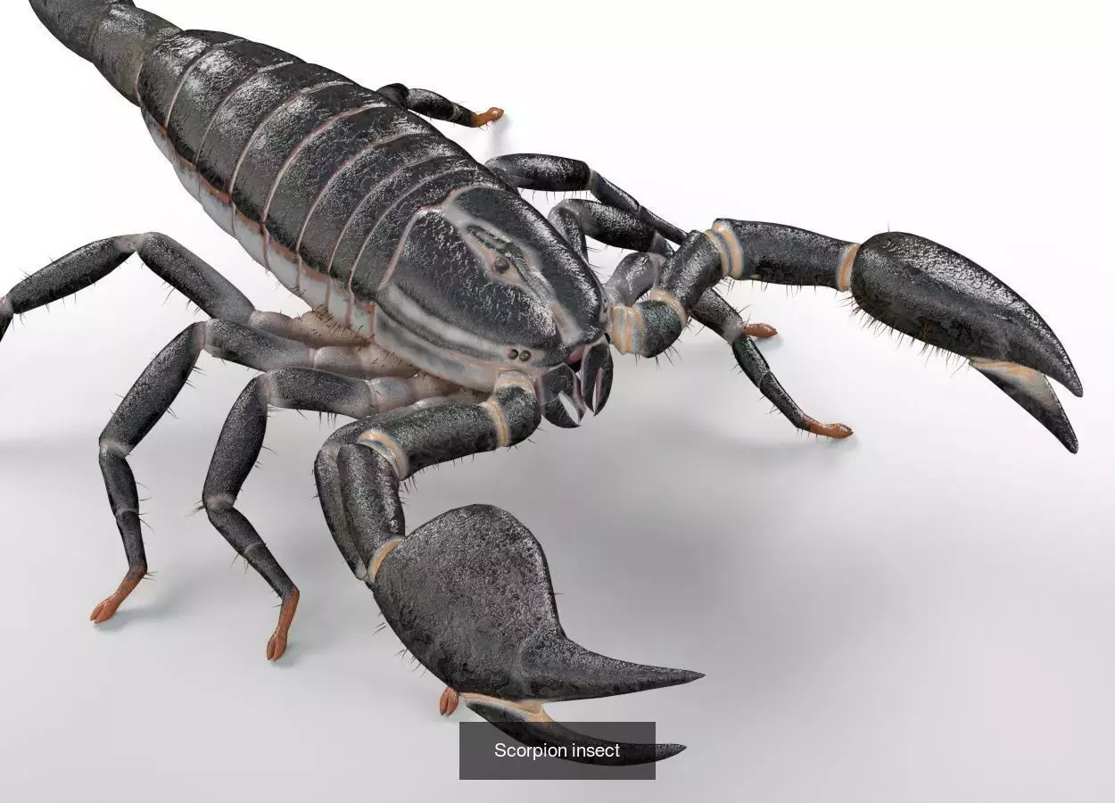 Insects 3d model collection _12