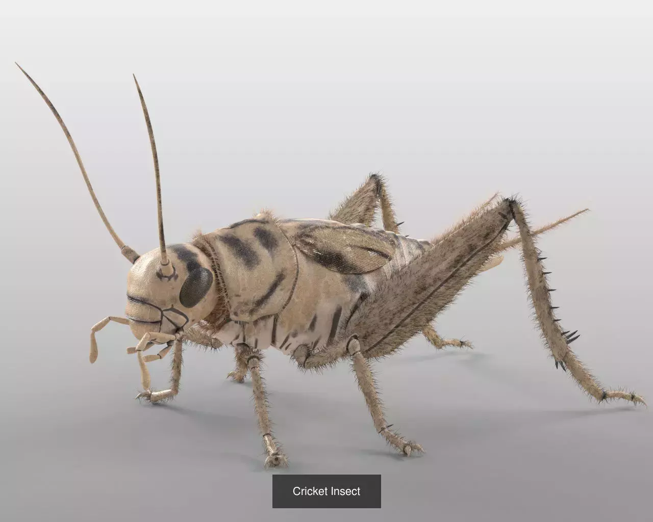 Insects 3d model collection _50