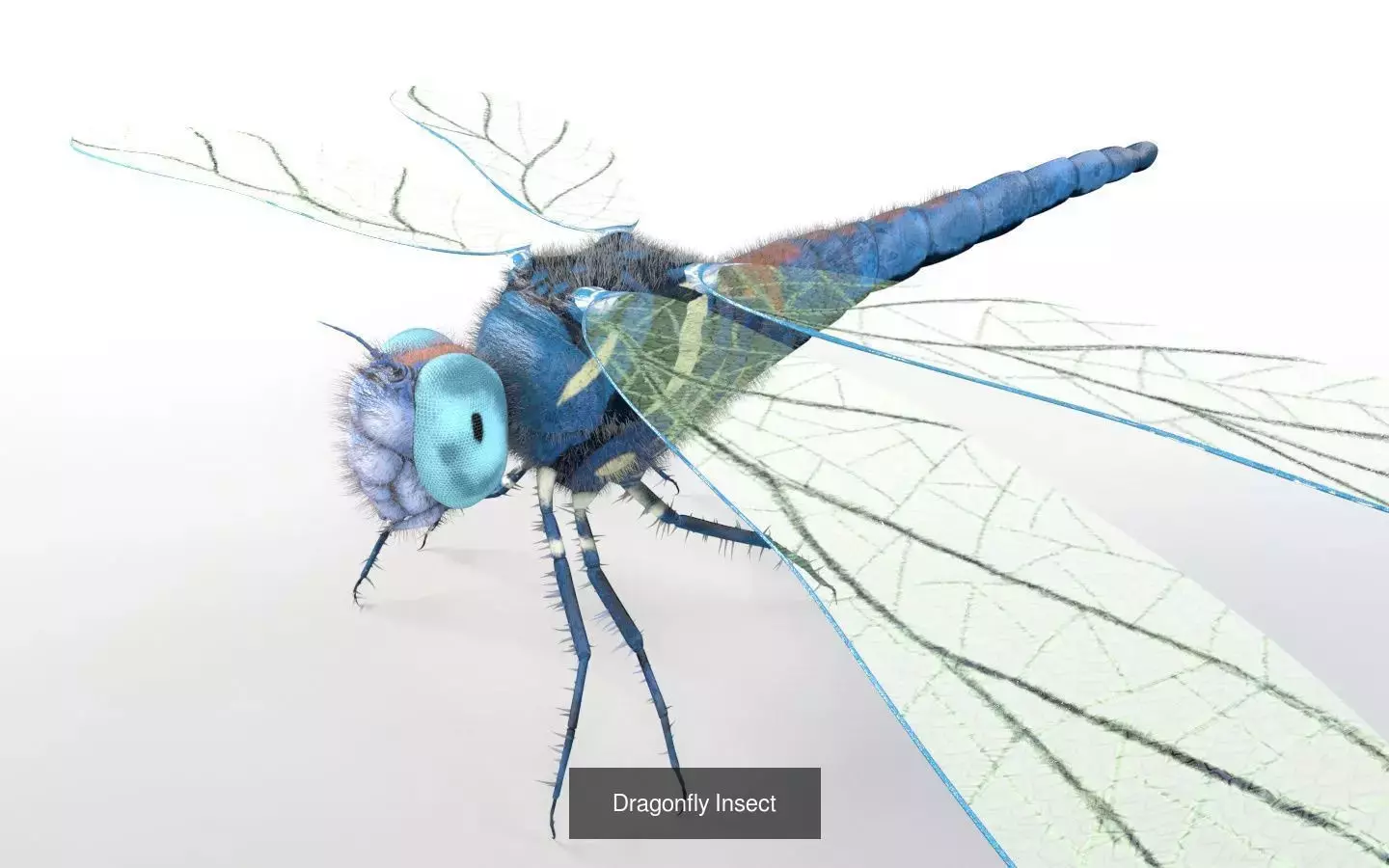 Insects 3d model collection _48