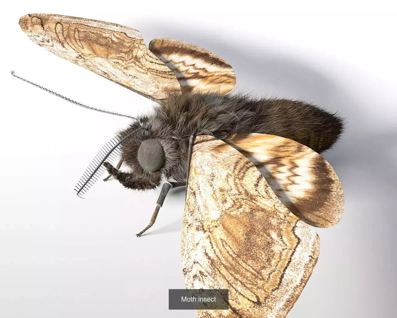 Insects 3d model collection _18