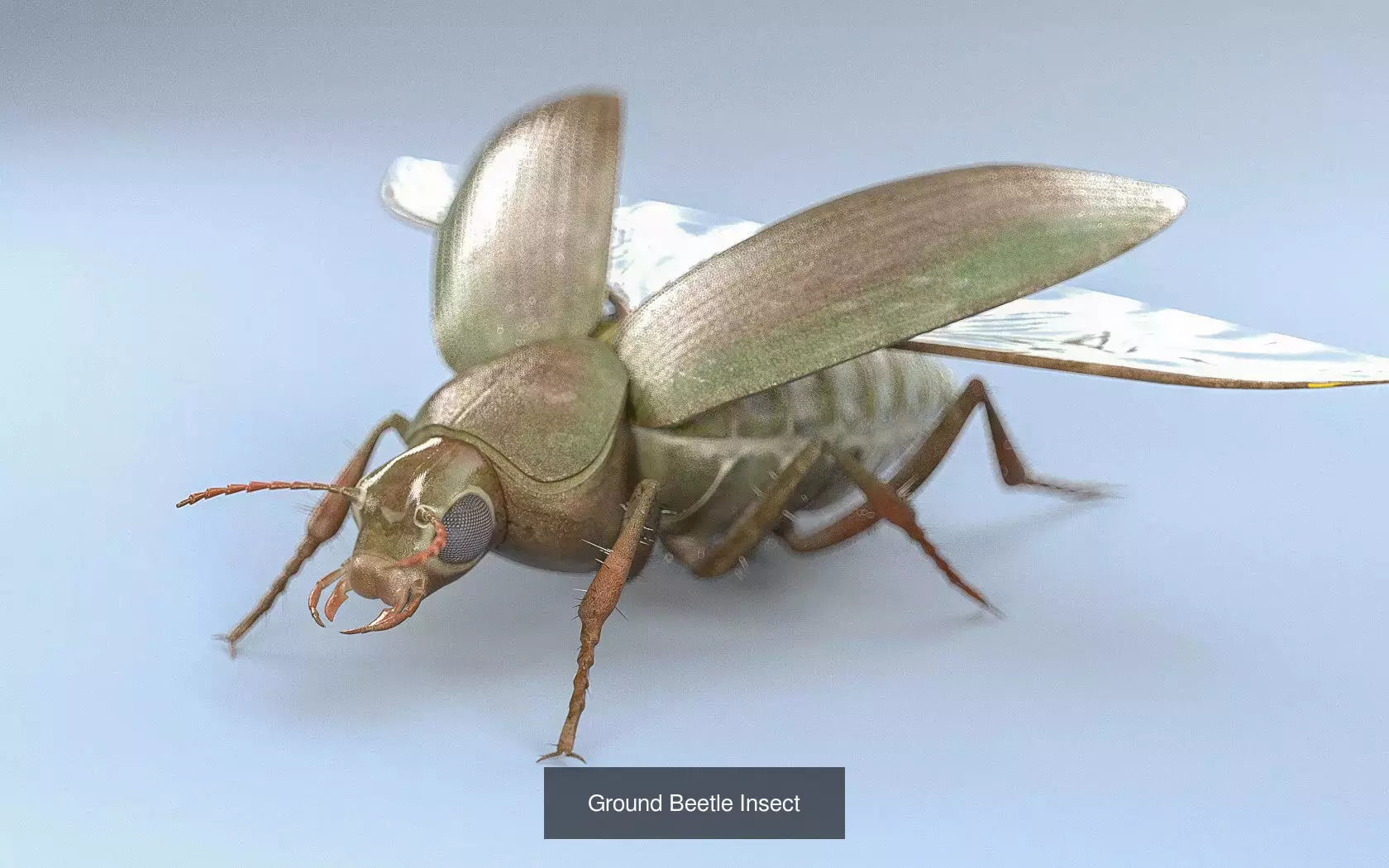 Insects 3d model collection _38