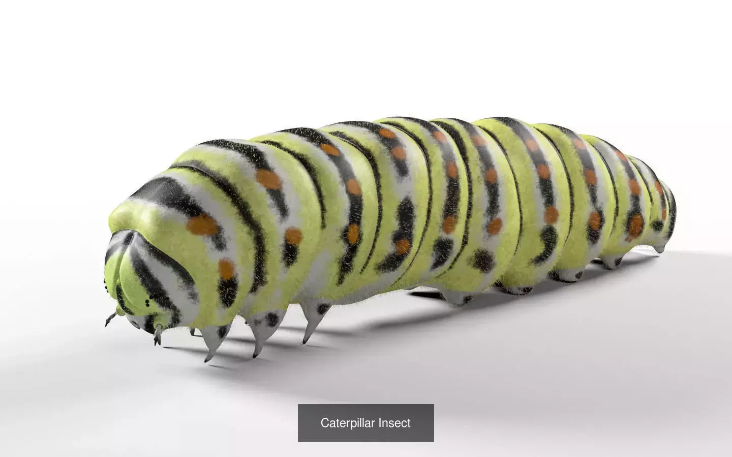 Insects 3d model collection _56