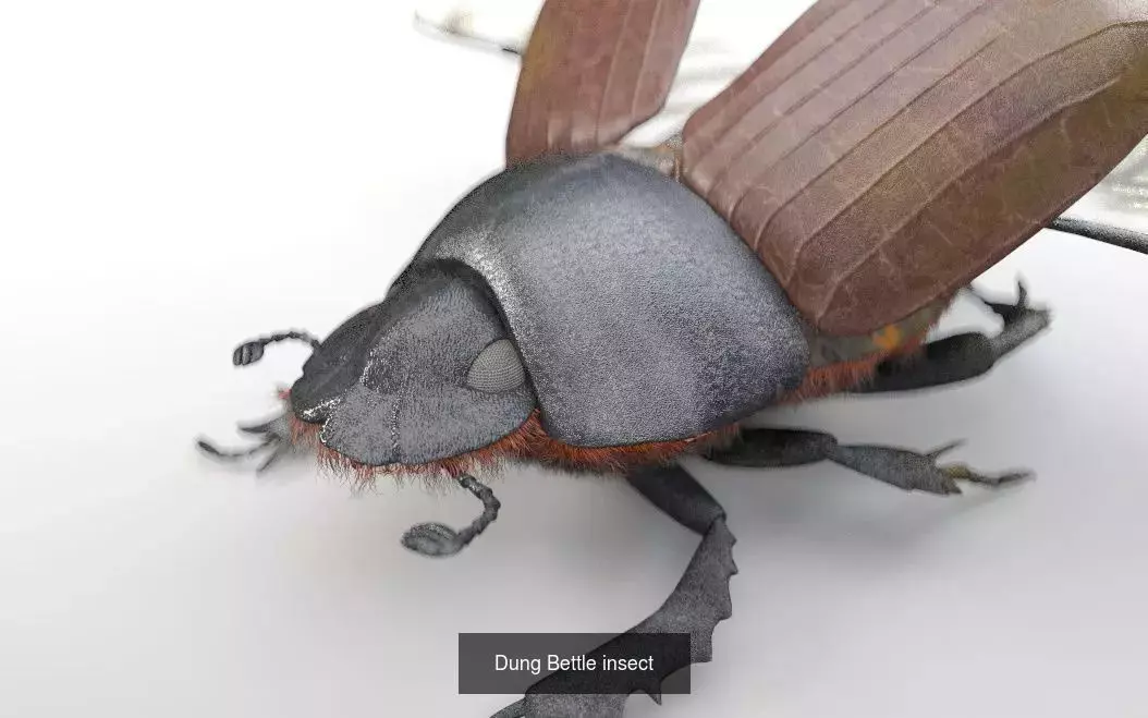 Insects 3d model collection _46