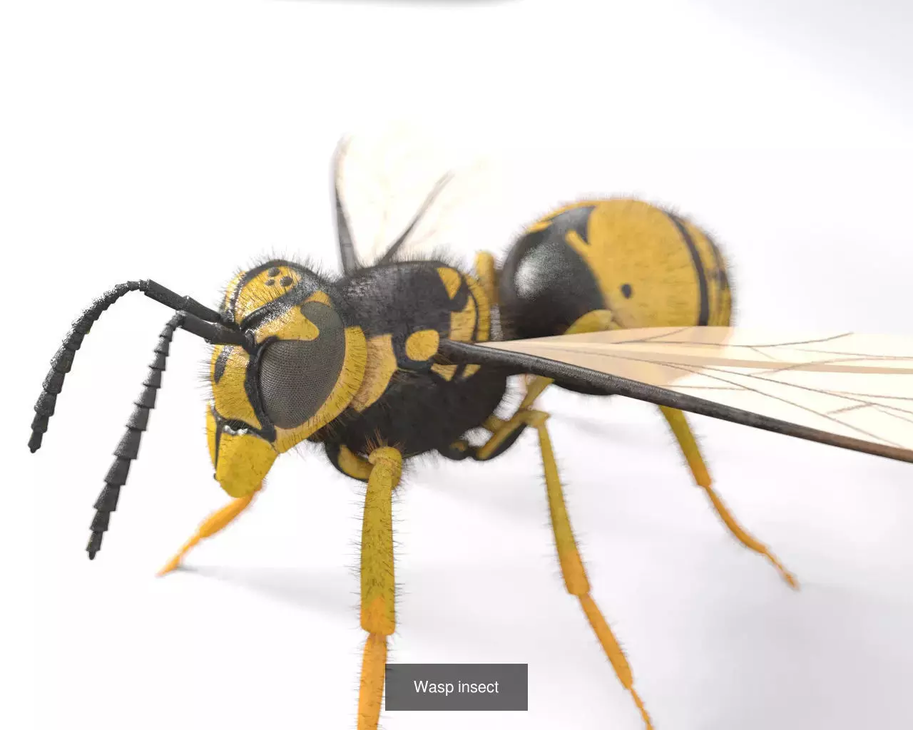 Insects 3d model collection _4
