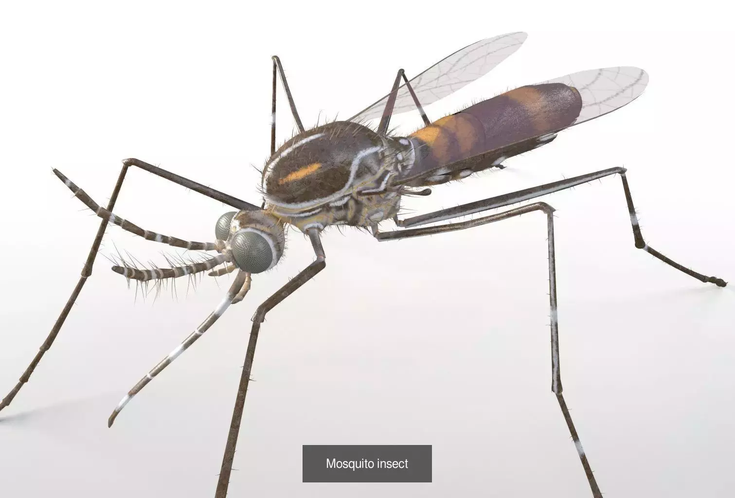 Insects 3d model collection _20