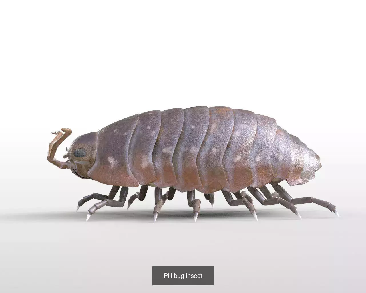 Insects 3d model collection _16