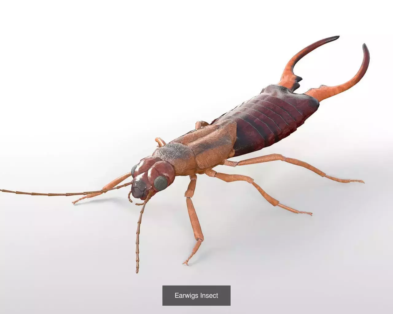 Insects 3d model collection _42