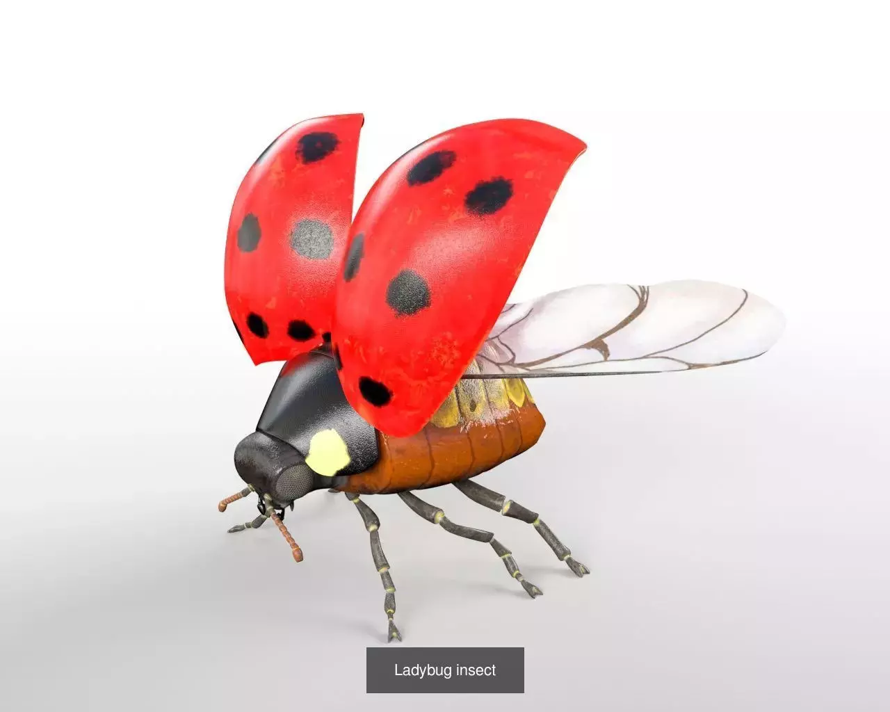 Insects 3d model collection _26