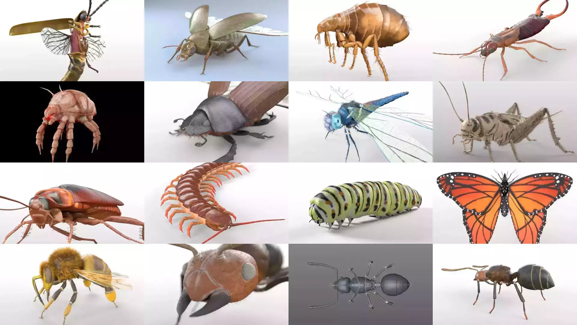 Insects 3d model collection _3