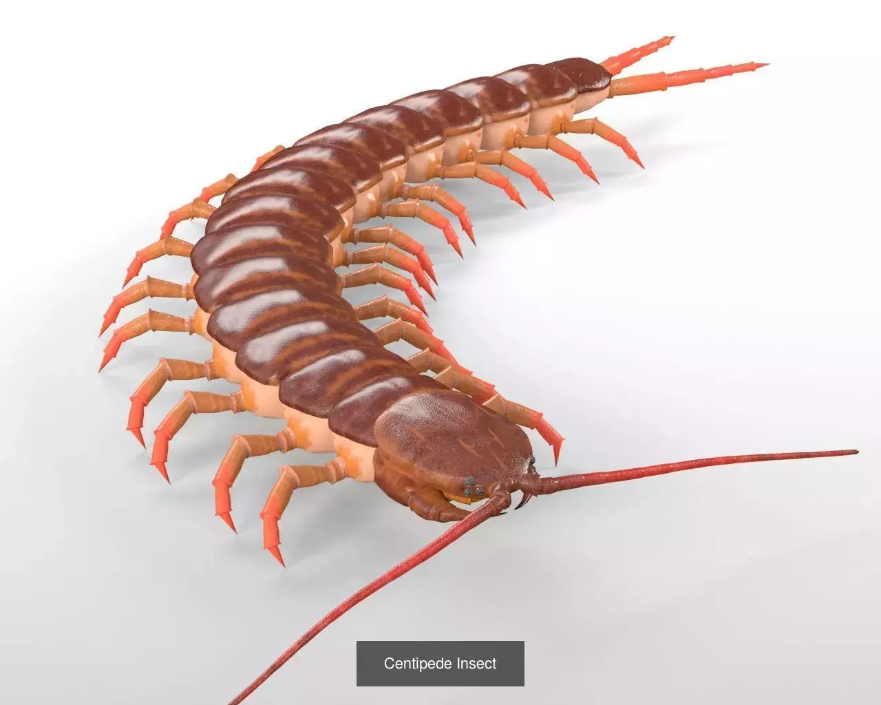 Insects 3d model collection _54
