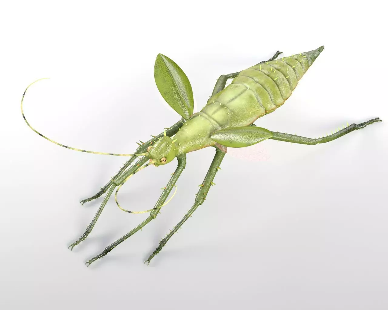 Insects 3d model collection _15