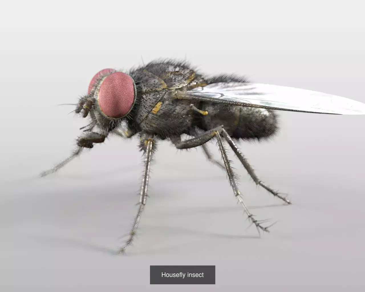 Insects 3d model collection _30