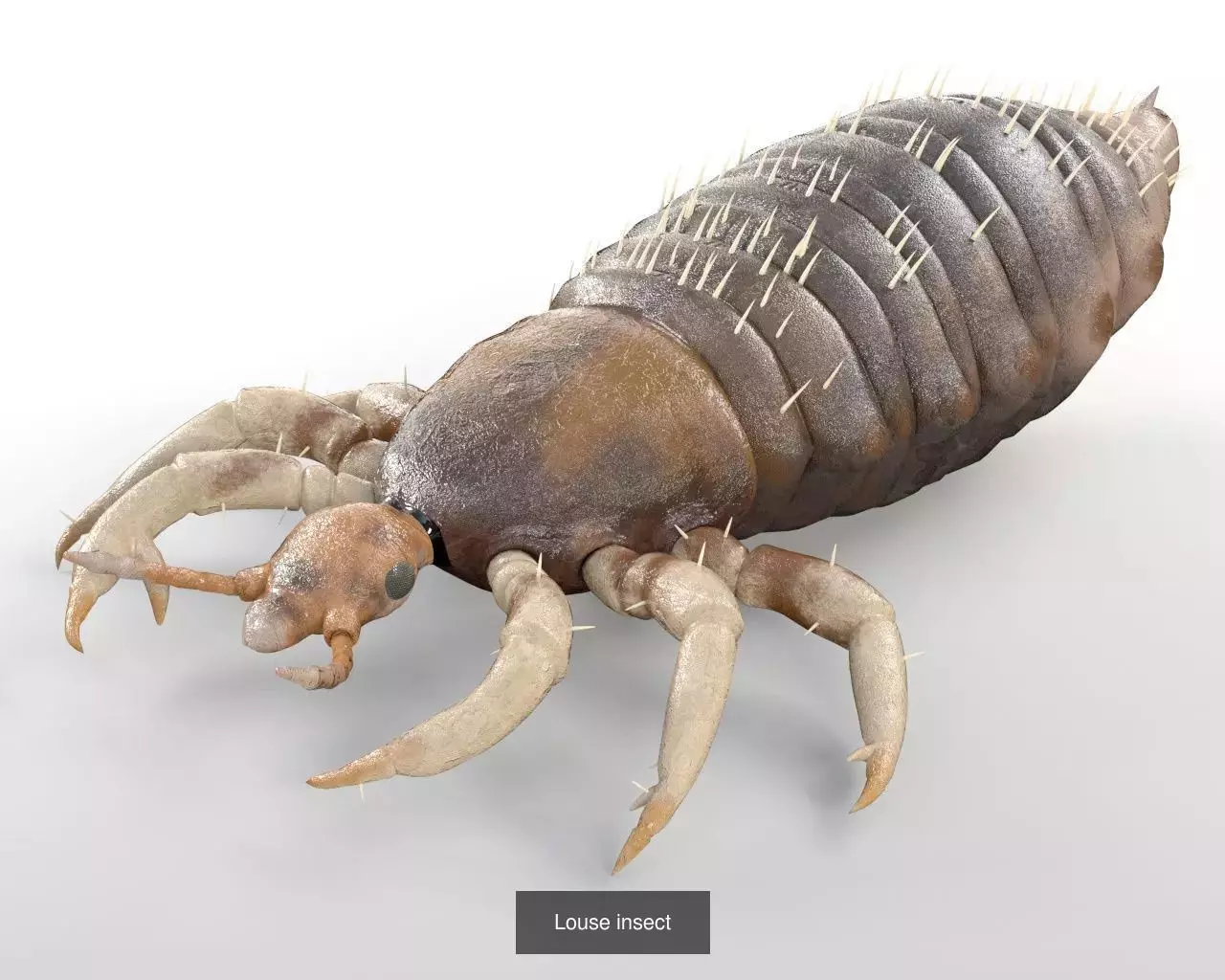 Insects 3d model collection _24