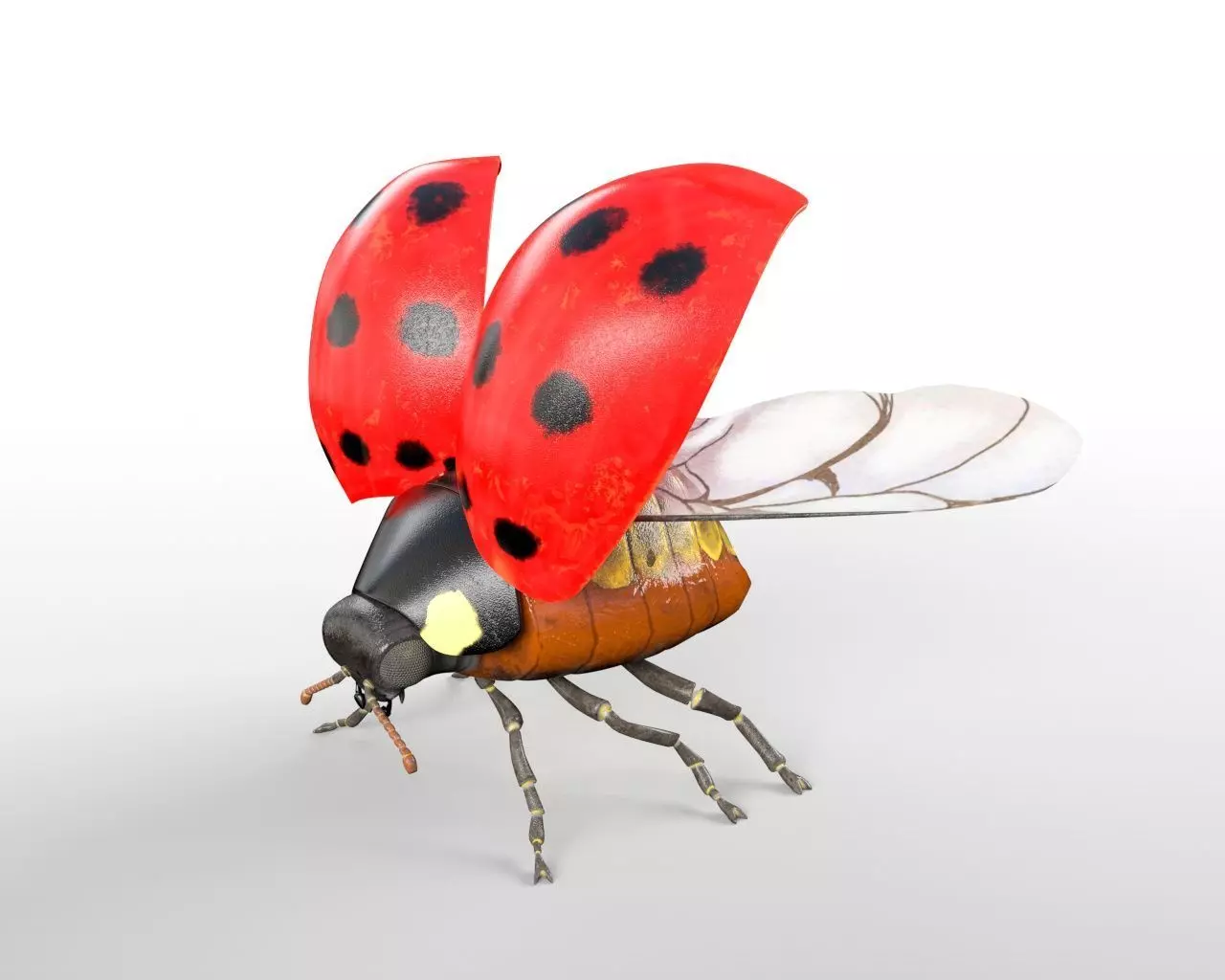 Insects 3d model collection _27
