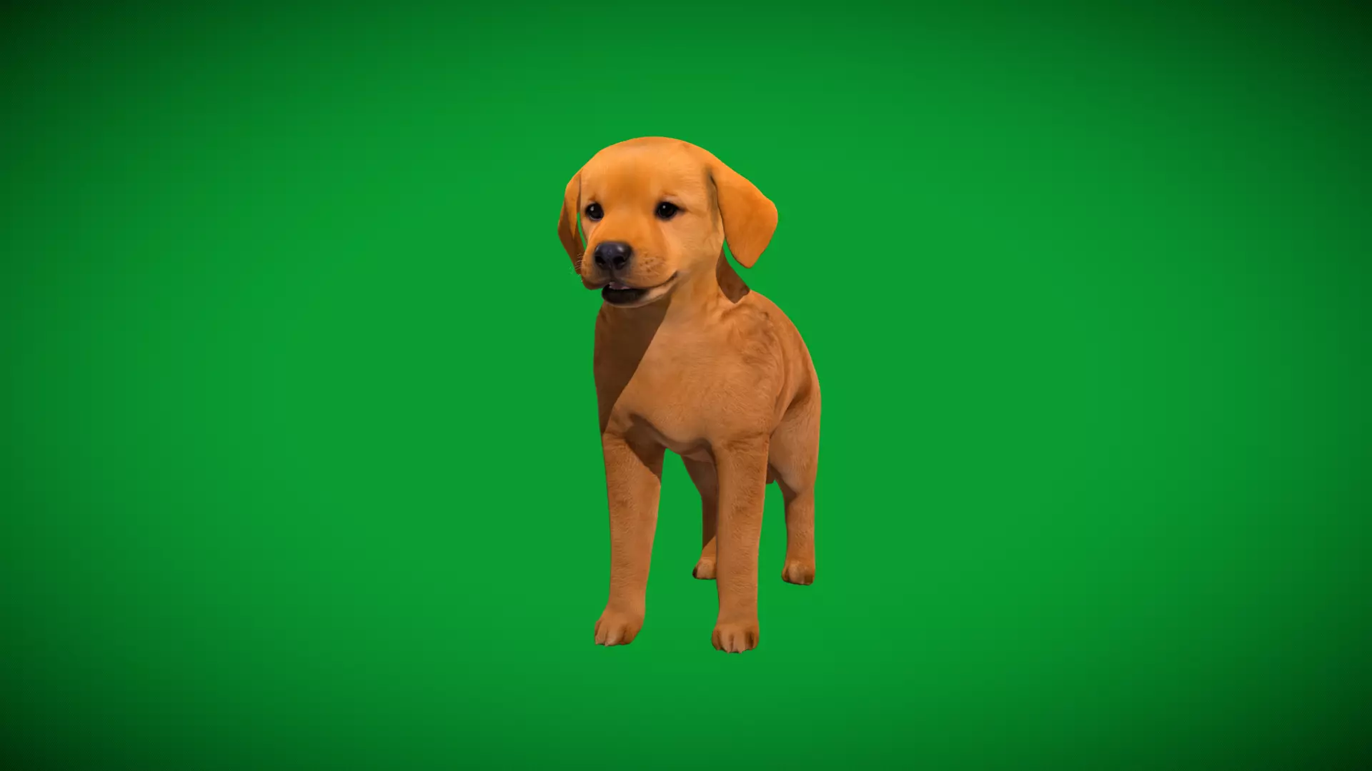 Golden Retriever Puppy Dog Low-poly 3D model_27