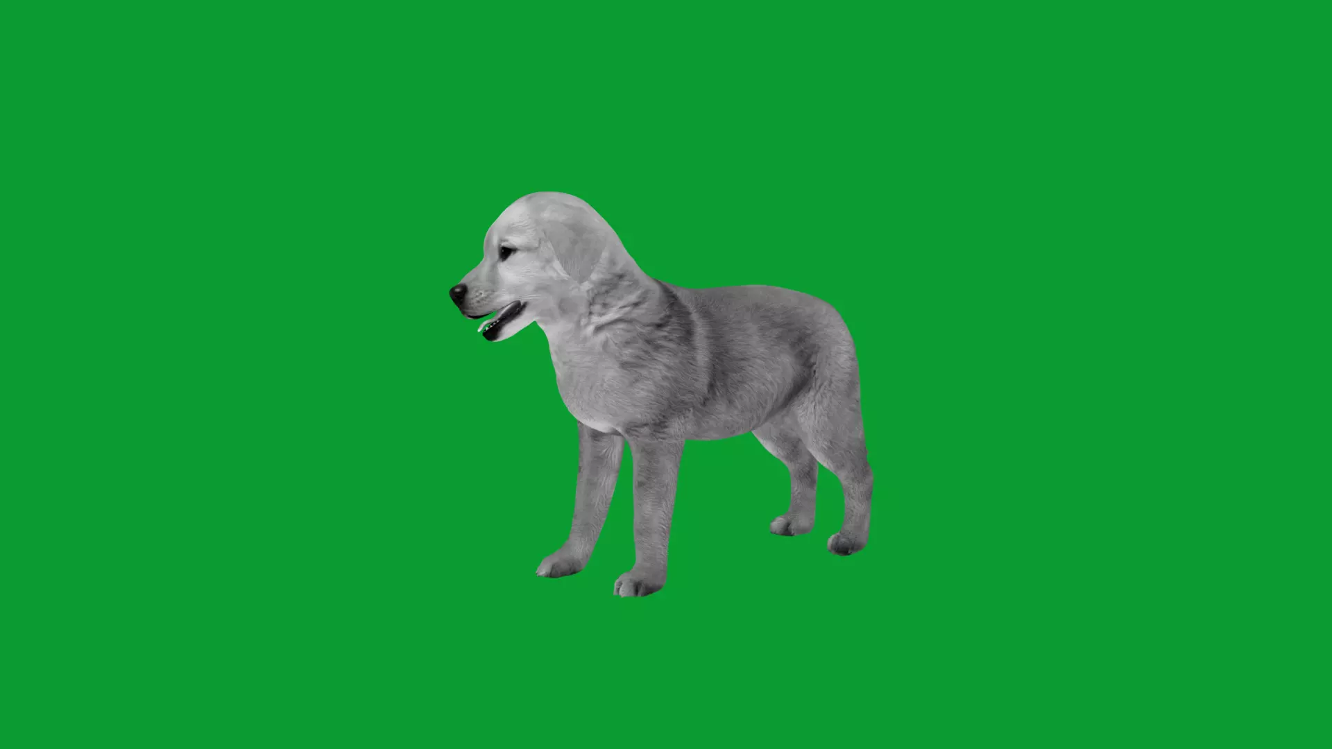 Golden Retriever Puppy Dog Low-poly 3D model_12