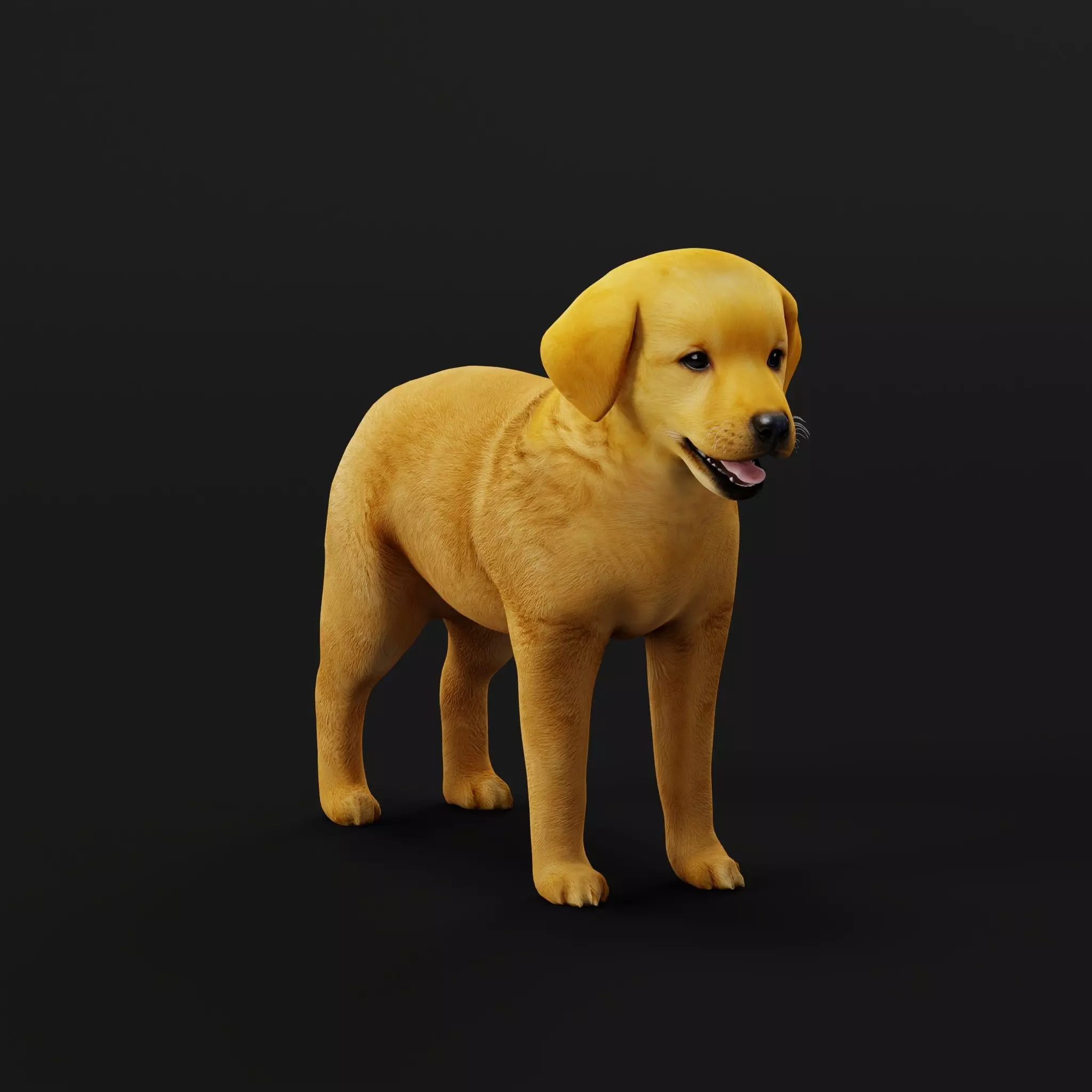 Golden Retriever Puppy Dog Low-poly 3D model_46