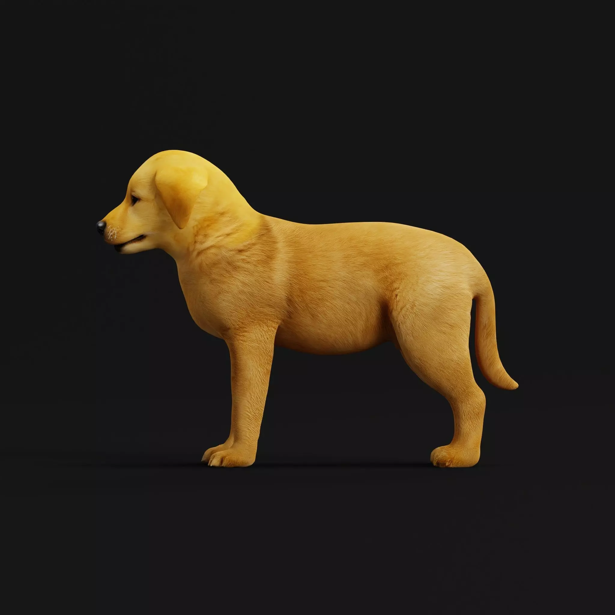 Golden Retriever Puppy Dog Low-poly 3D model_38