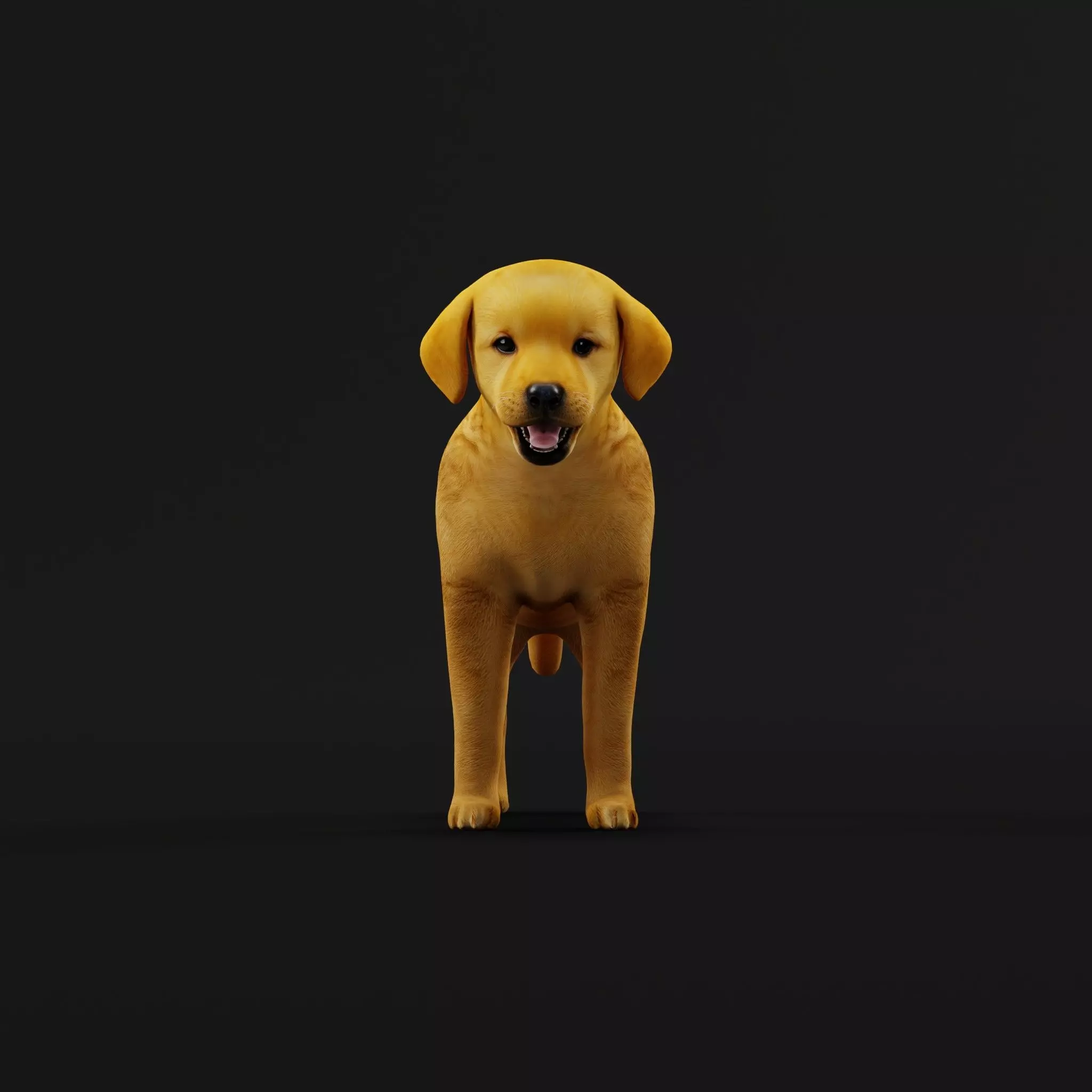 Golden Retriever Puppy Dog Low-poly 3D model_45