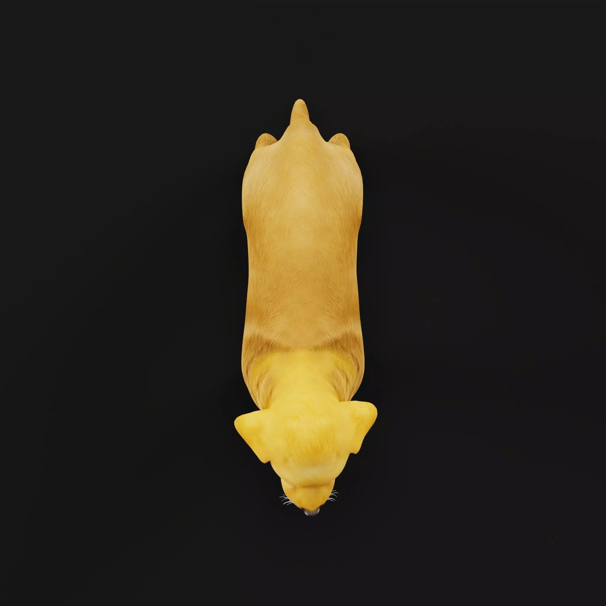 Golden Retriever Puppy Dog Low-poly 3D model_40