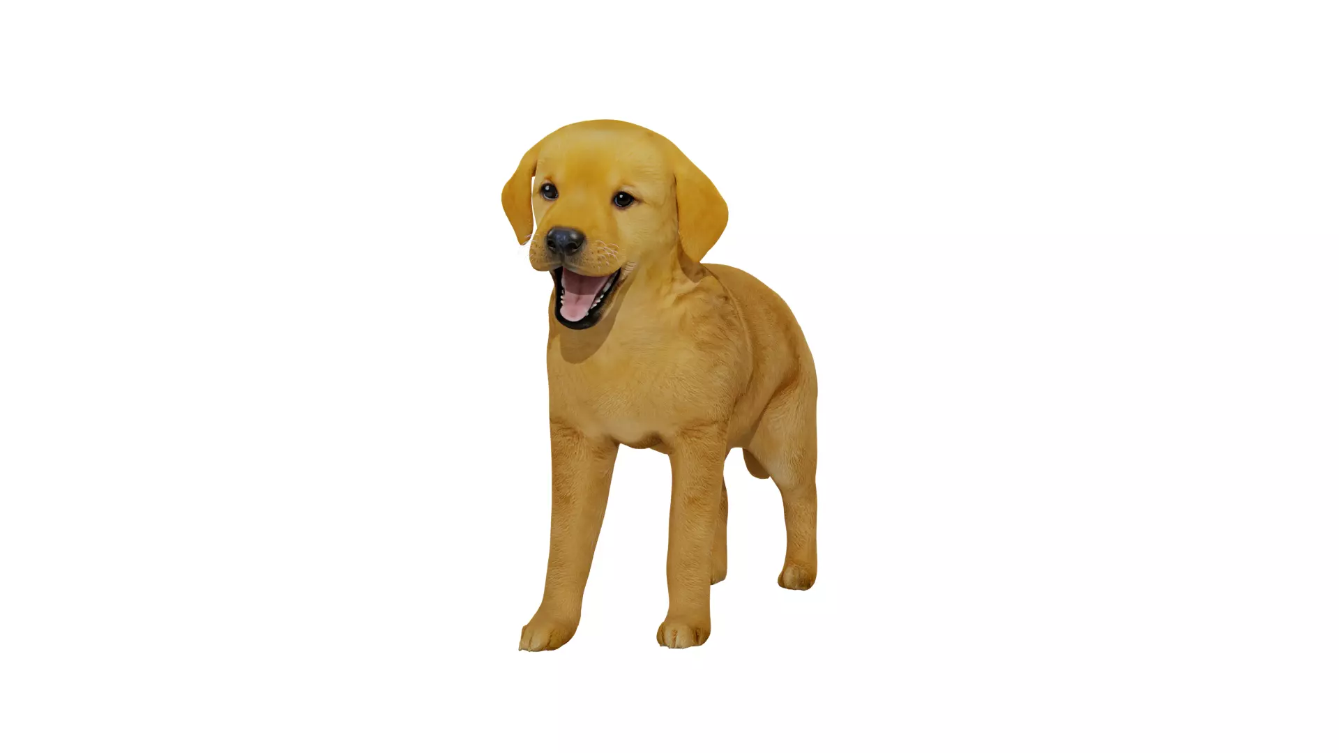 Golden Retriever Puppy Dog Low-poly 3D model_34