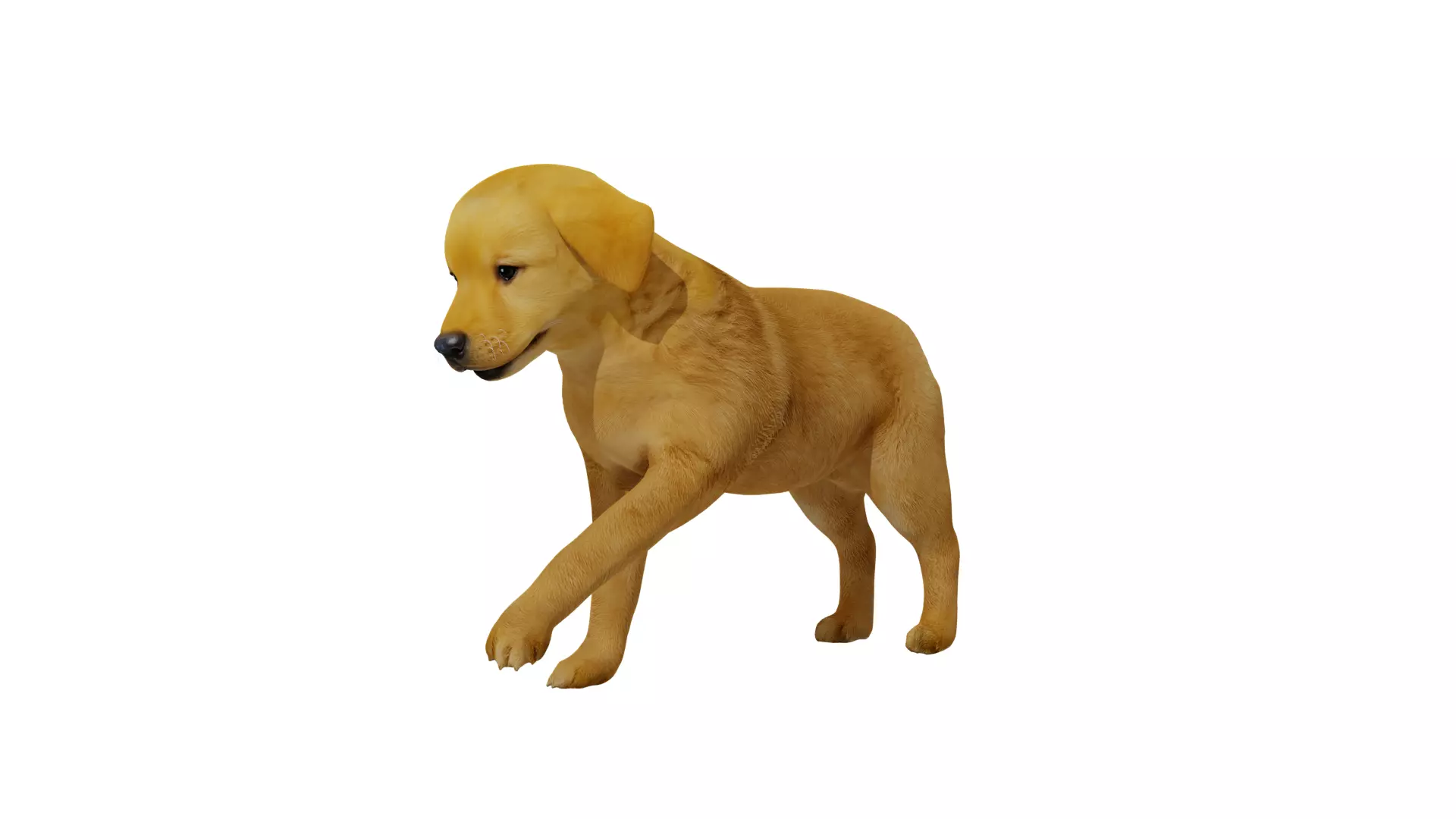 Golden Retriever Puppy Dog Low-poly 3D model_33