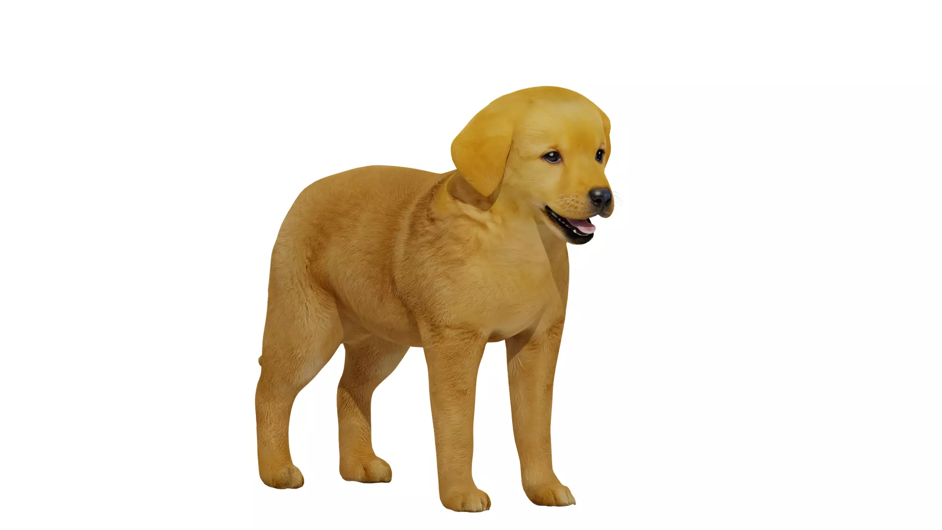 Golden Retriever Puppy Dog Low-poly 3D model_39