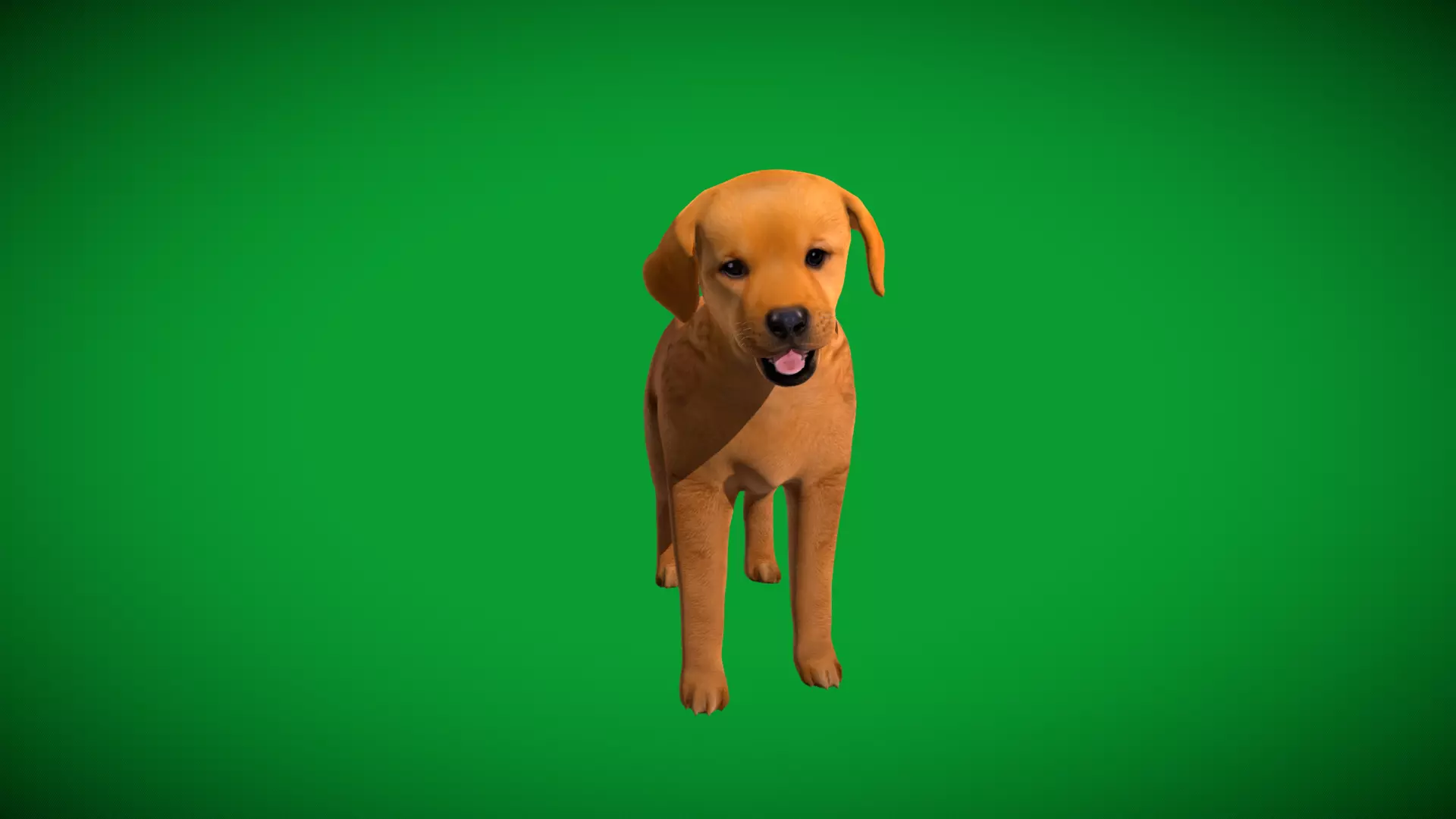 Golden Retriever Puppy Dog Low-poly 3D model_42