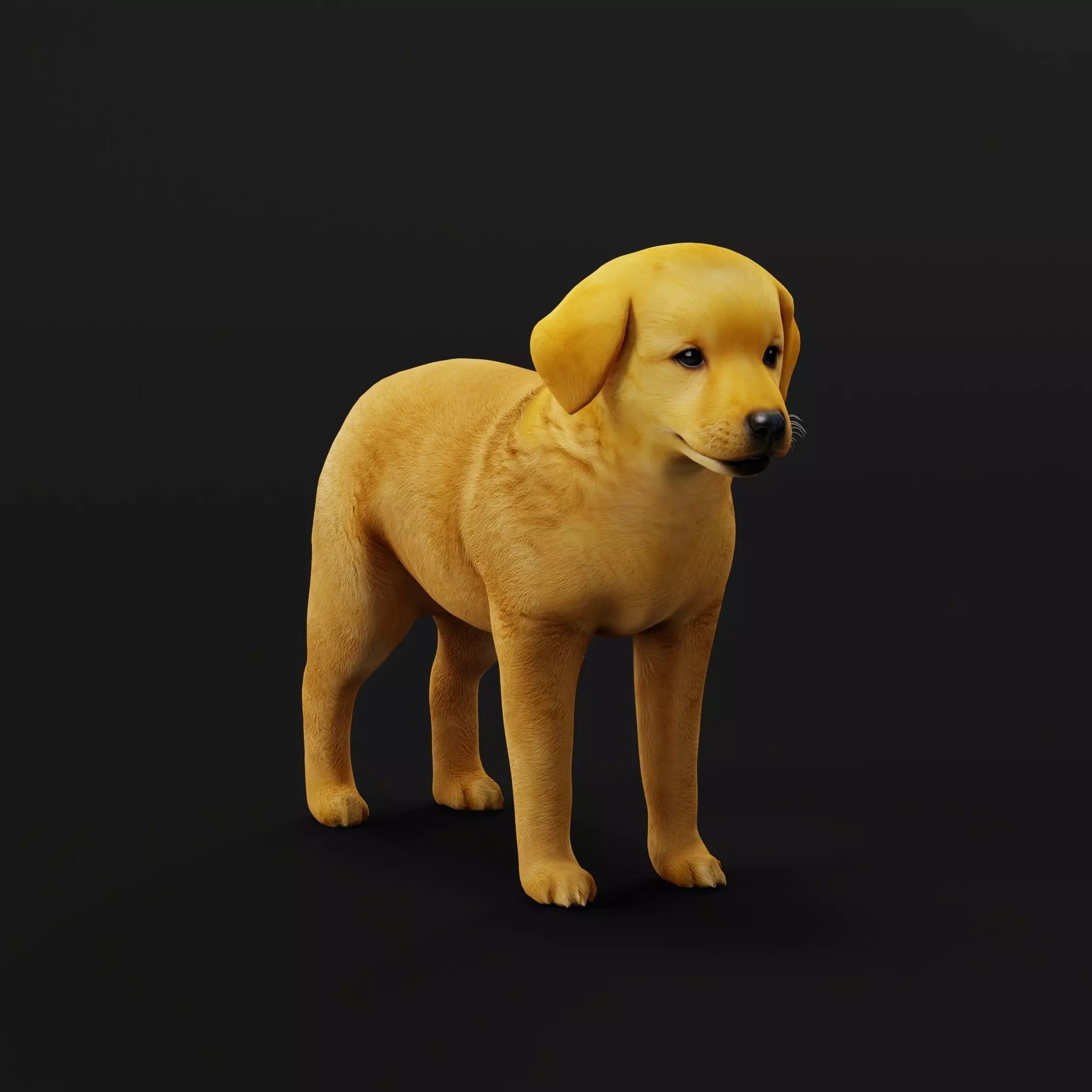 Golden Retriever Puppy Dog Low-poly 3D model_37