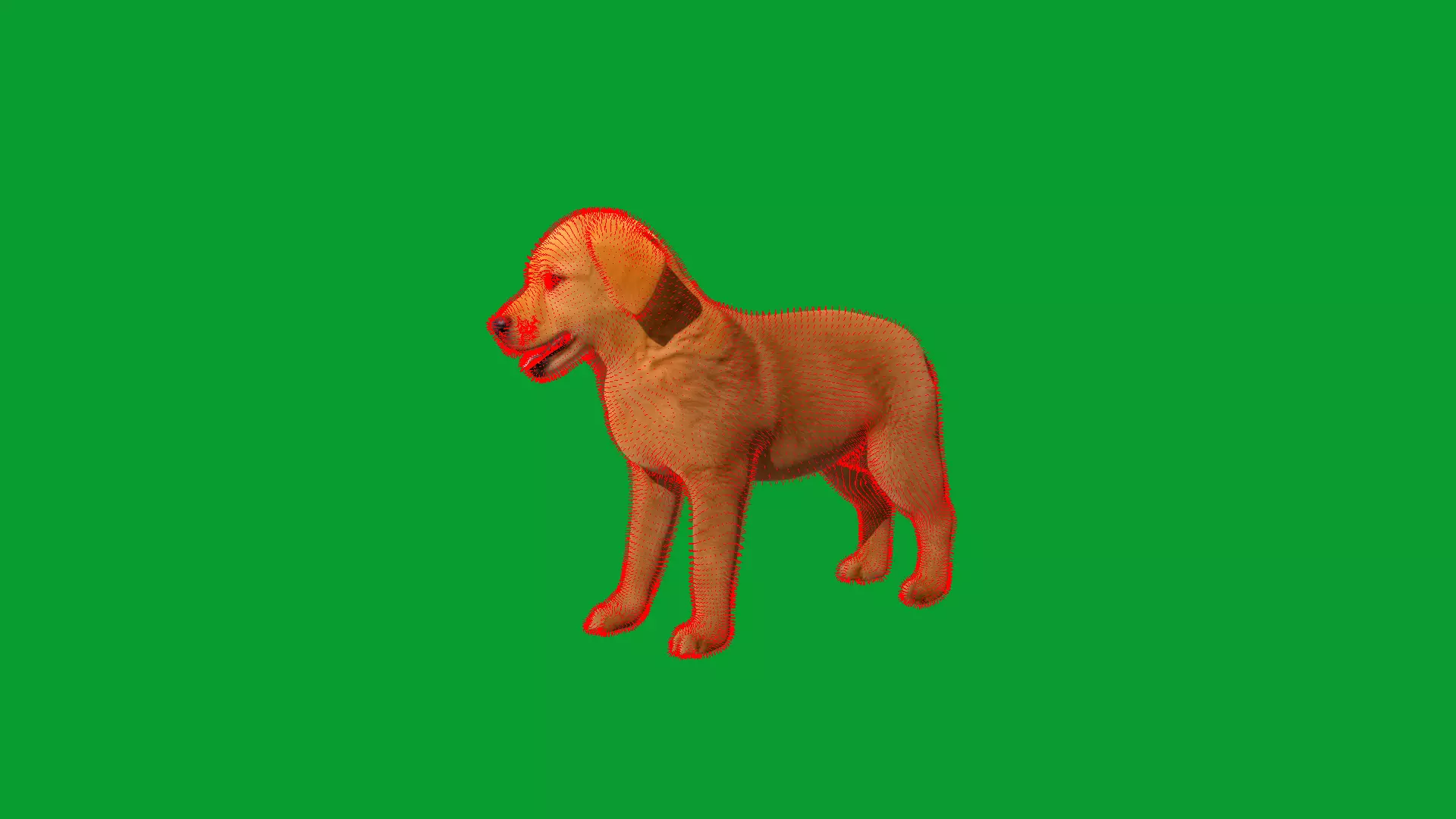 Golden Retriever Puppy Dog Low-poly 3D model_20