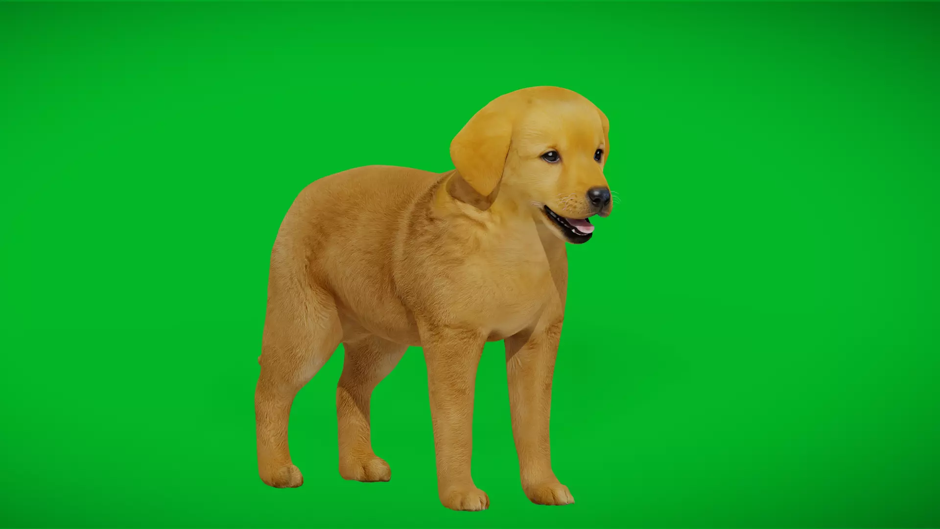 Golden Retriever Puppy Dog Low-poly 3D model_0